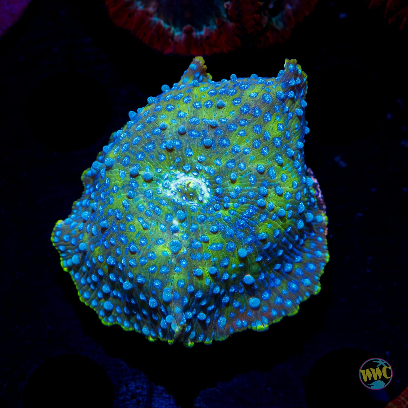 Falling Iguana Discosoma Mushroom