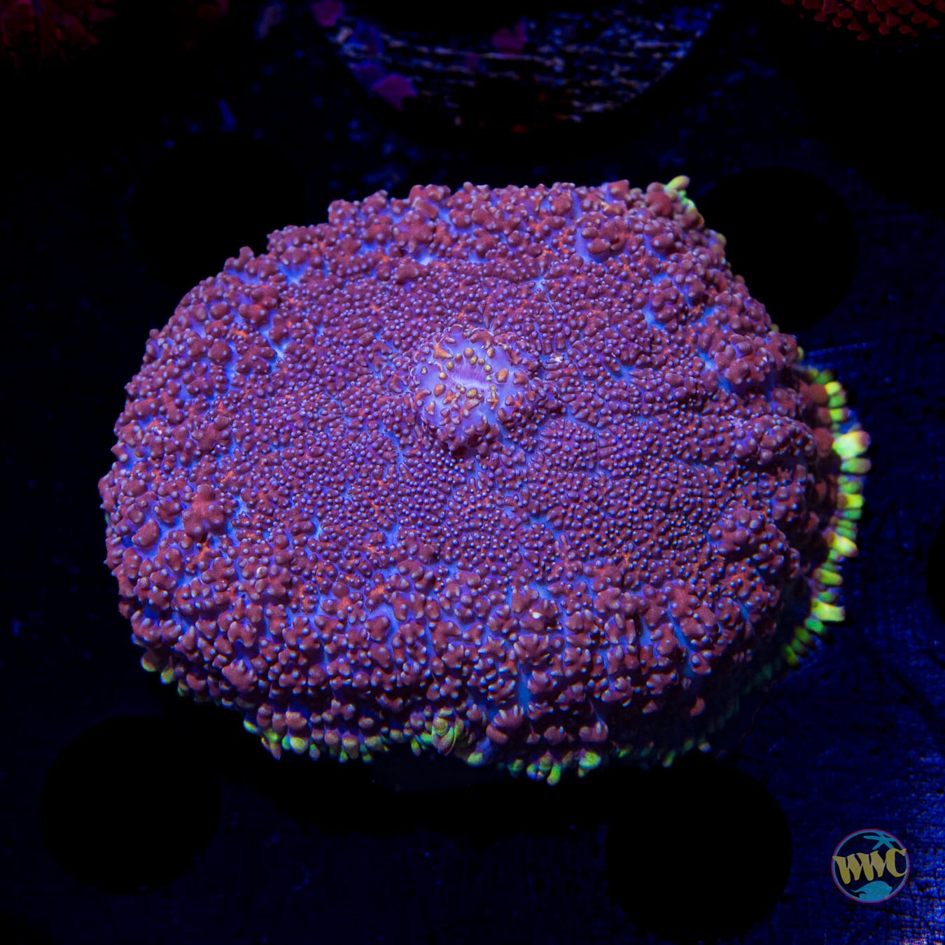 Purple Haze Rhodactis Mushroom