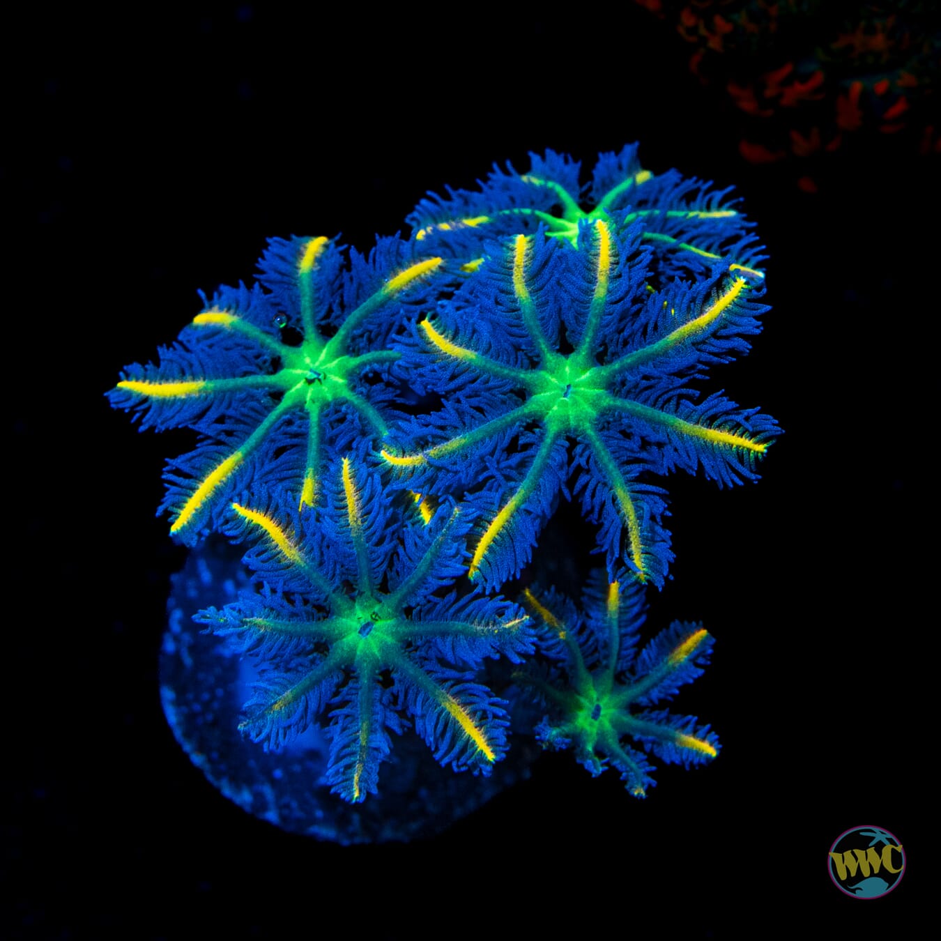 Lemon Tip Clove Polyps