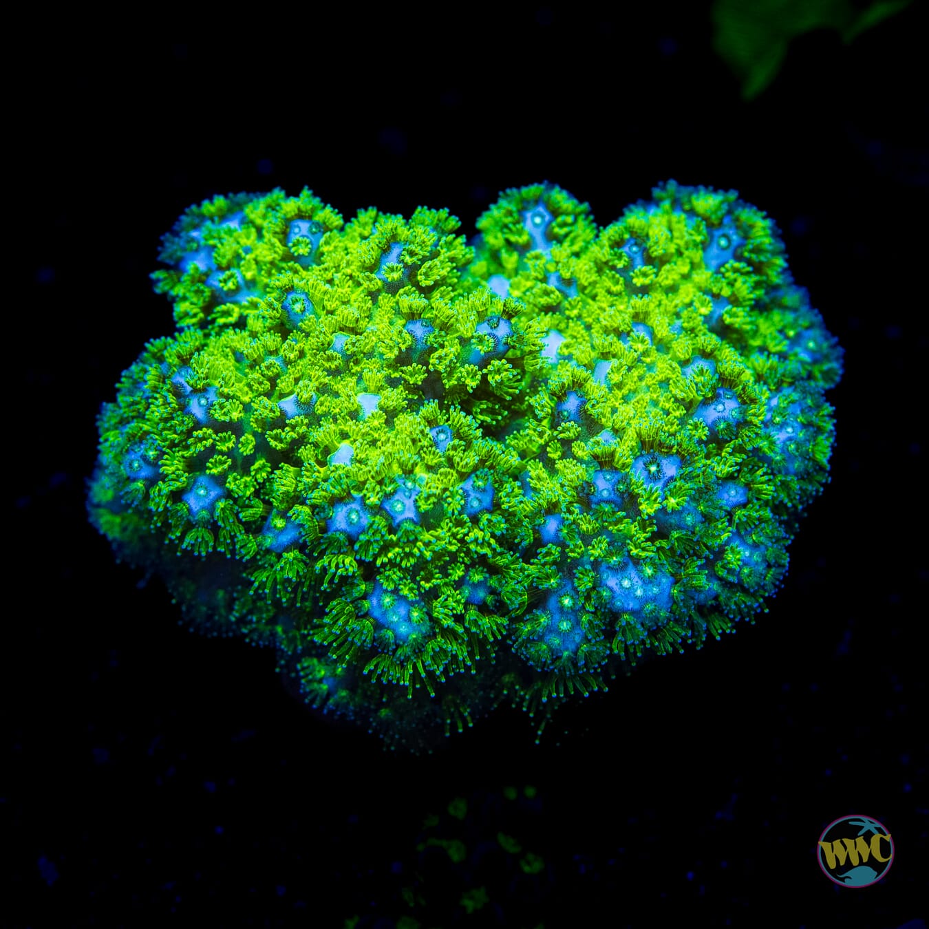 WWC Fallout Pocillopora