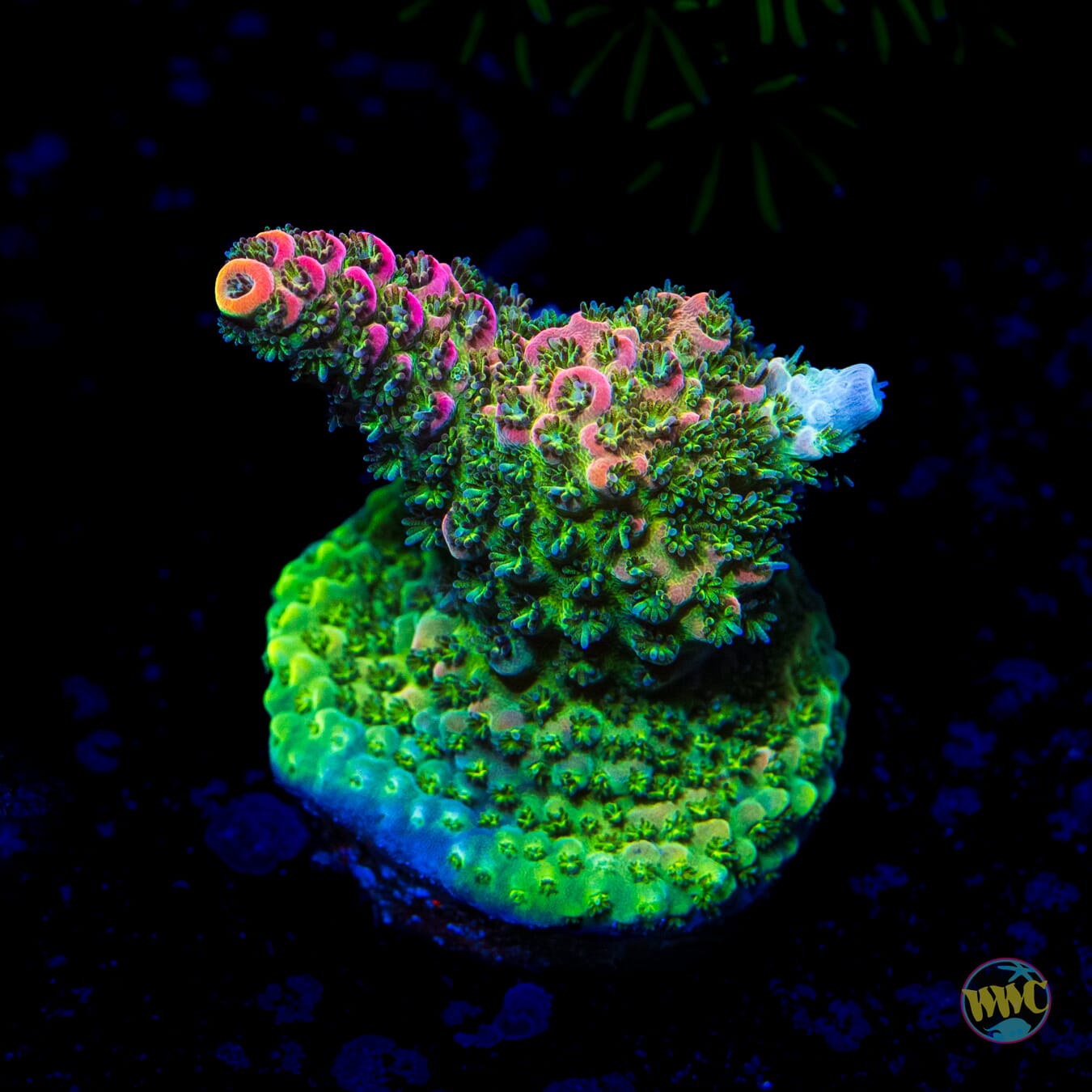 WWC Hyper Pink Acropora