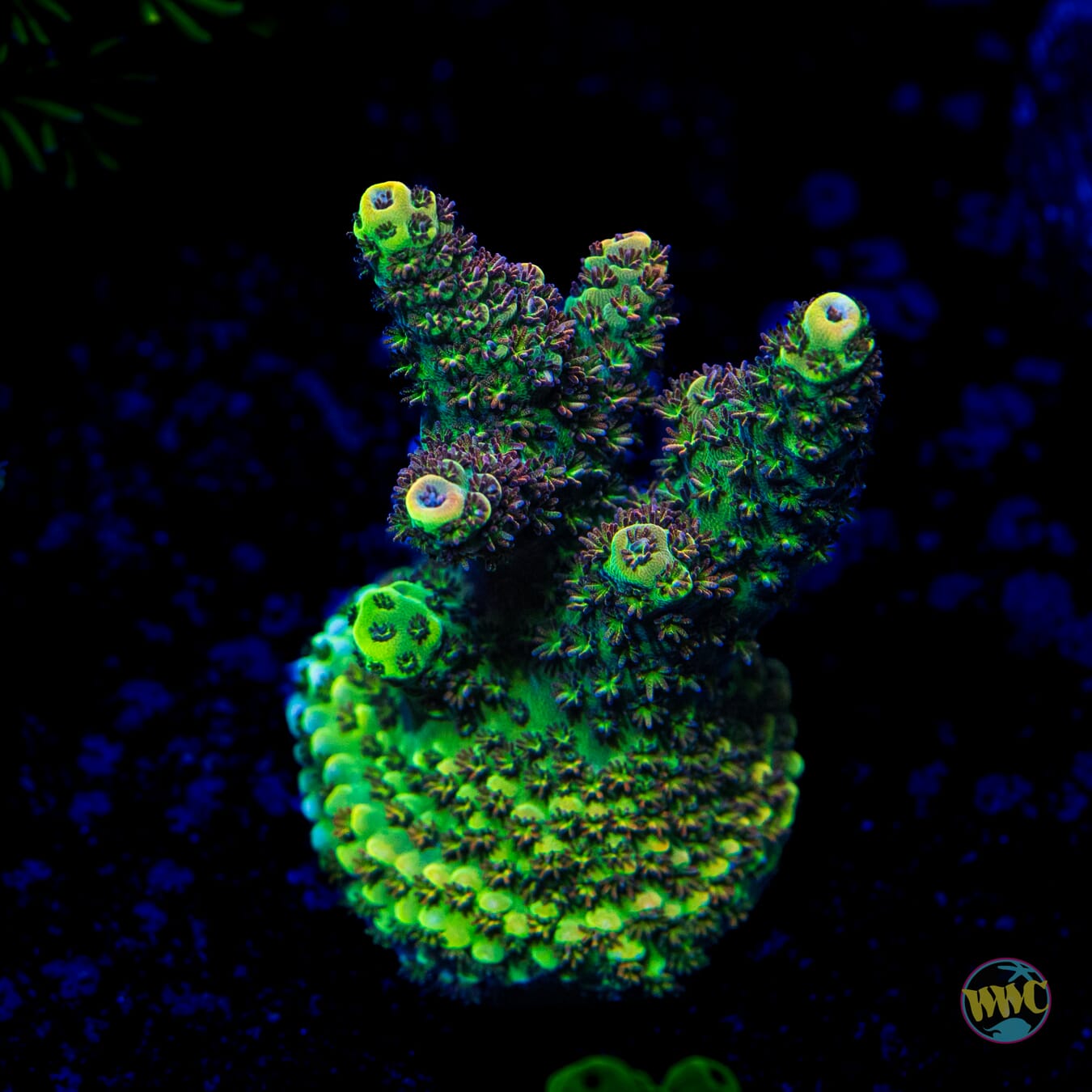 WWC Dirty Love Dreams Acropora