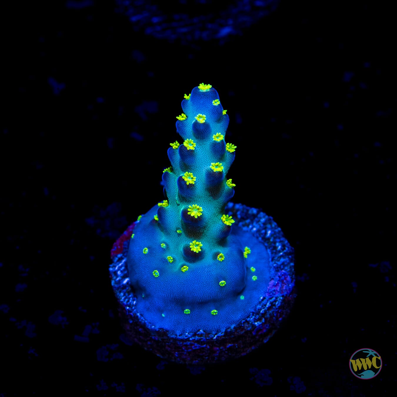 Jason Fox Fantasy Island Acropora