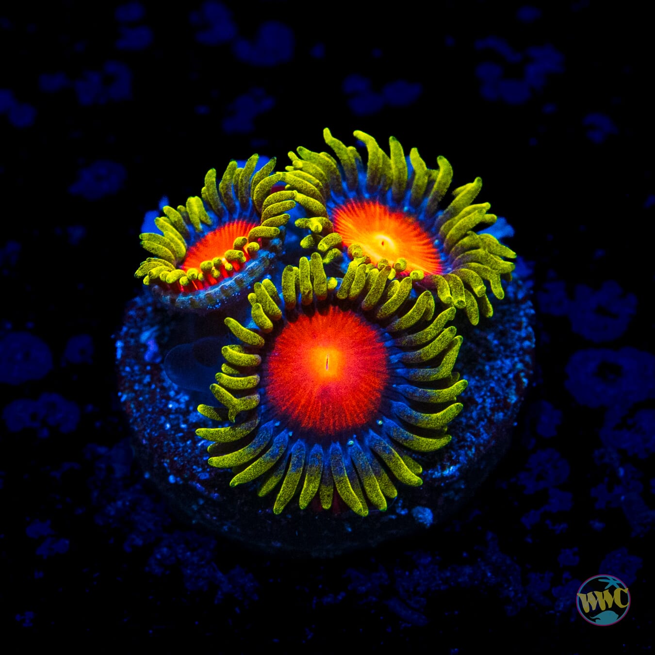 Yellow Brick Road Zoanthids