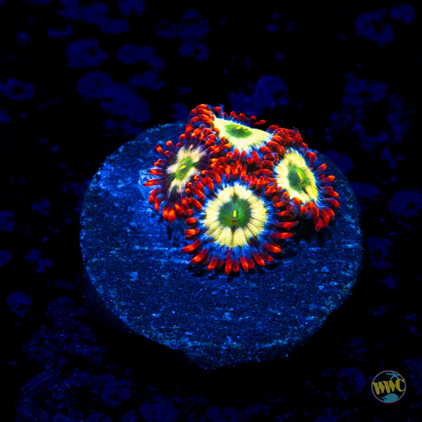 WWC Alpha Omega Zoanthids