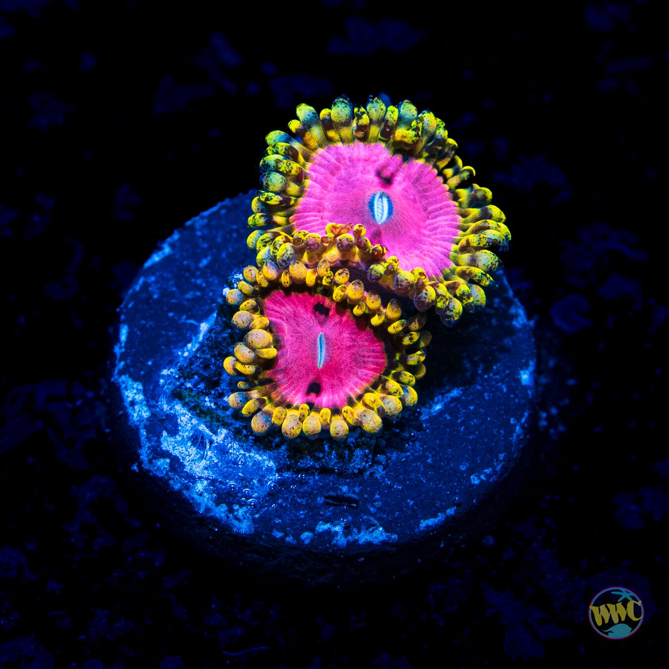 RR Pink Diamond Zoanthids