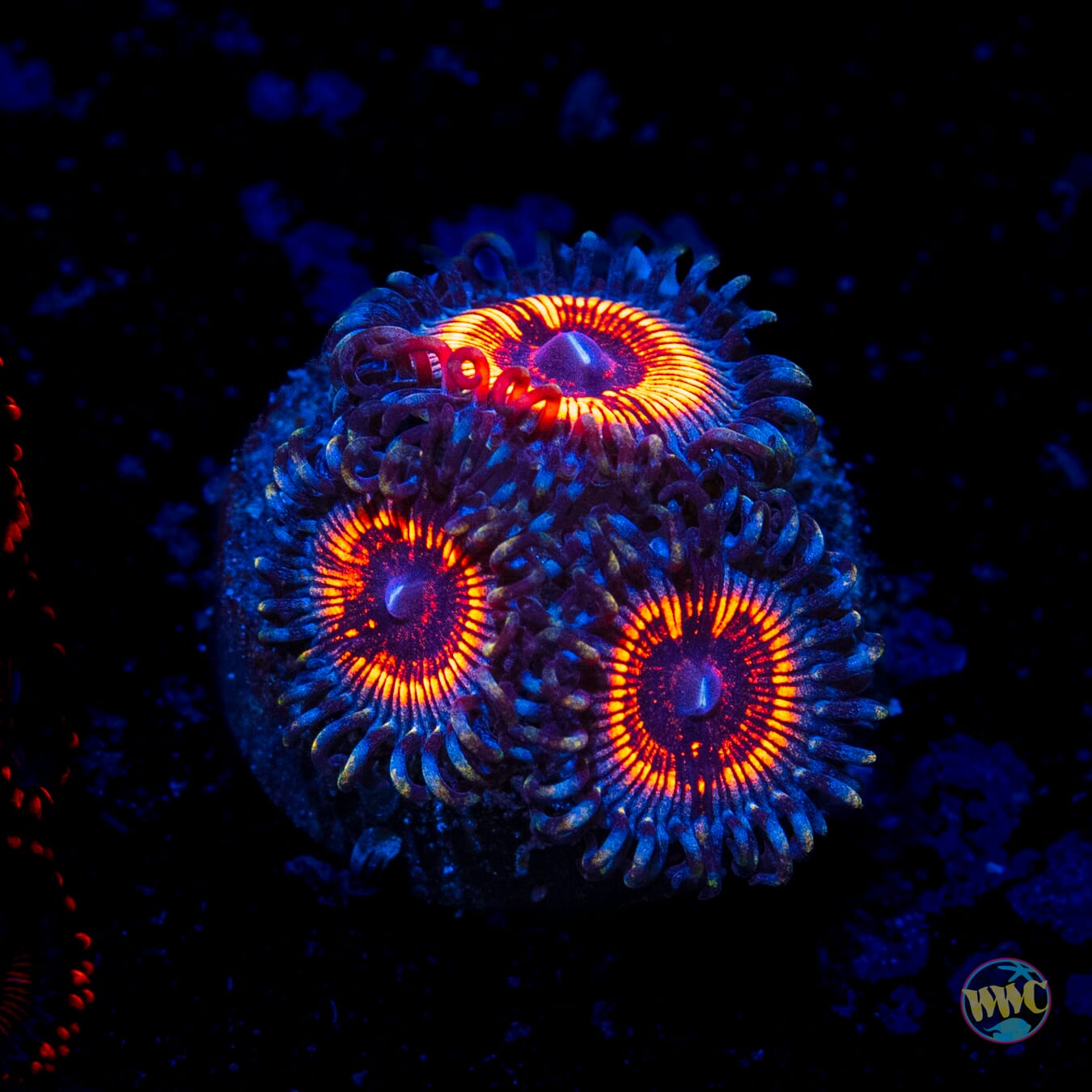 Armor of God Zoanthids