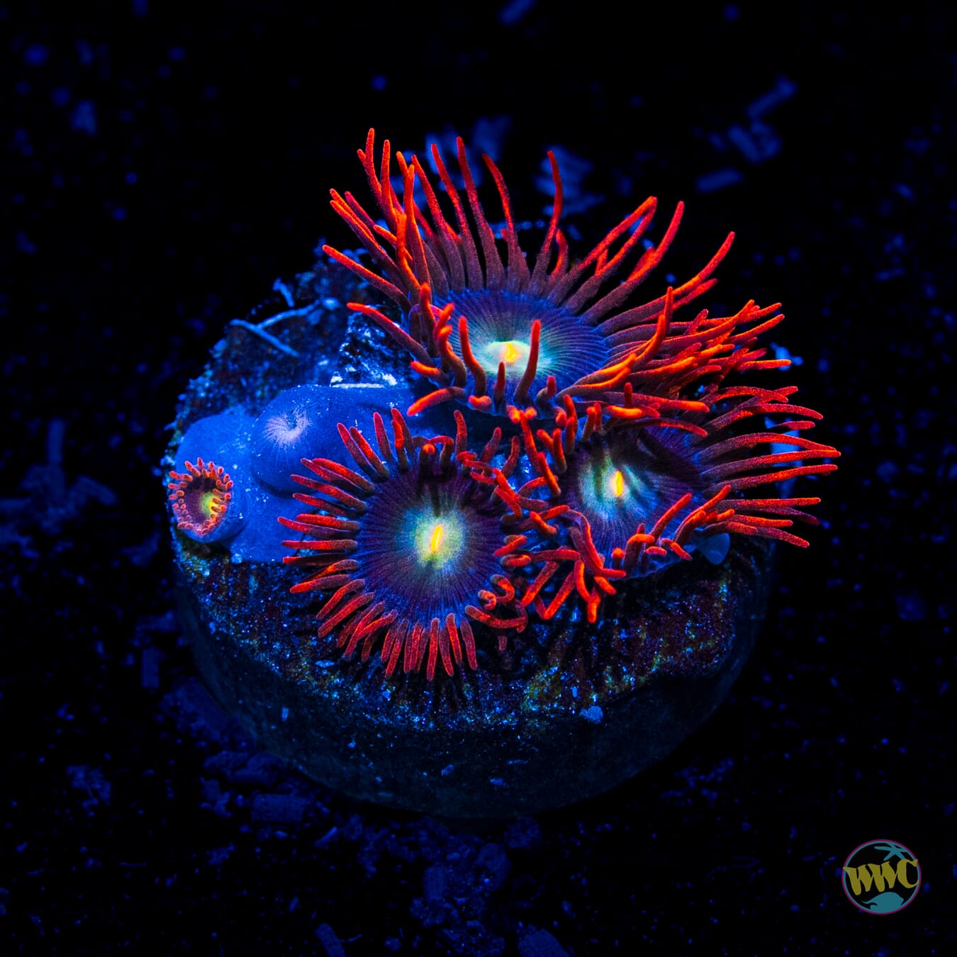 WWC Wildfire Zoanthids