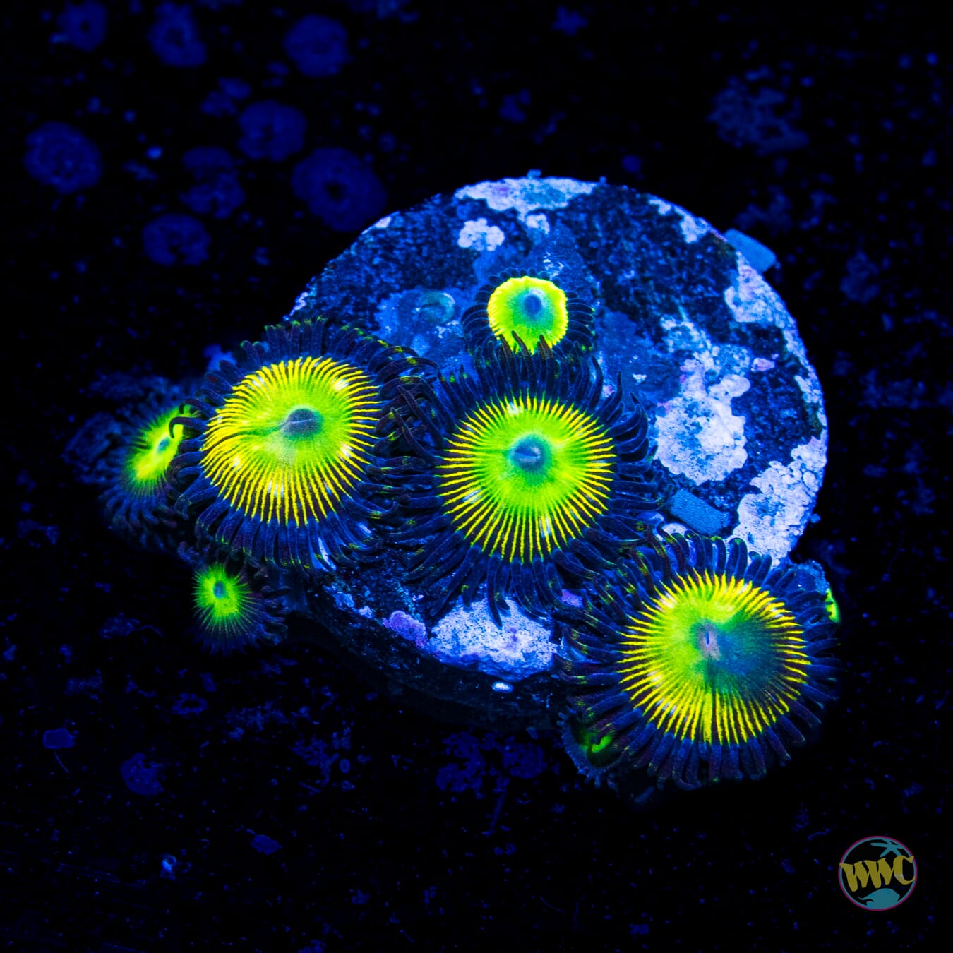 WWC Saltwater Taffee Zoanthids