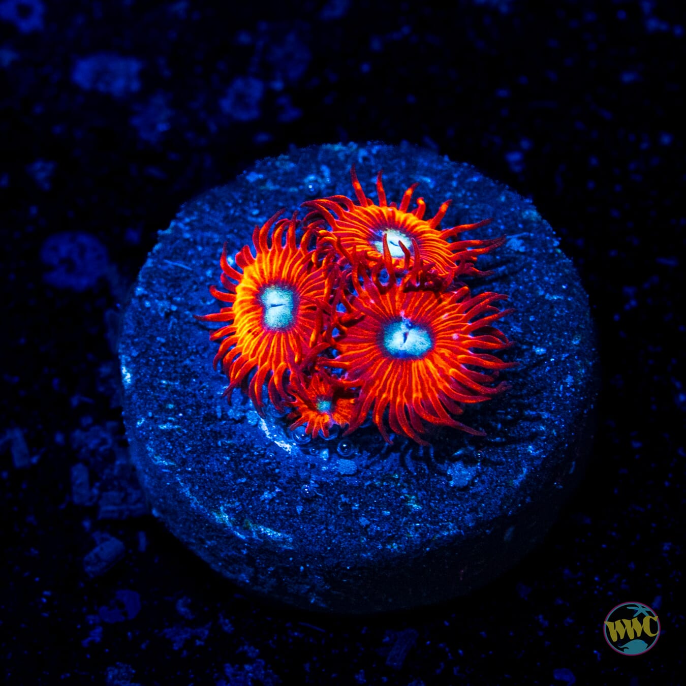 Charmander Zoanthids