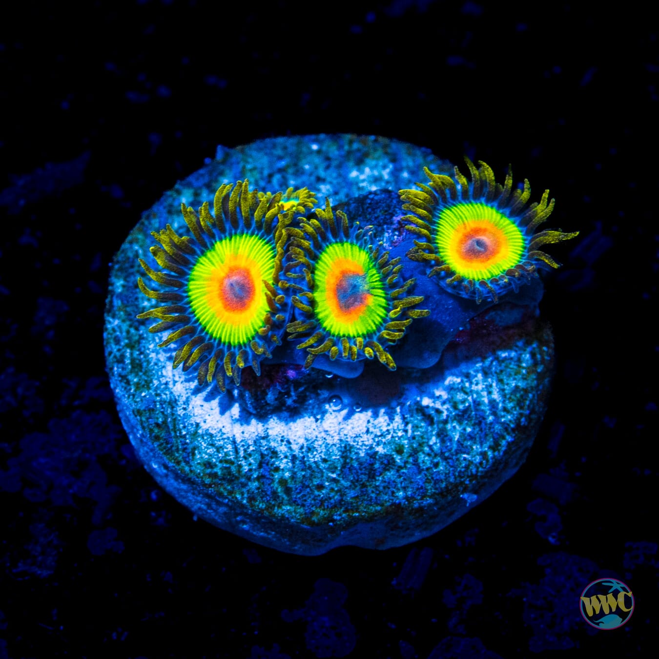Rasta Zoanthids