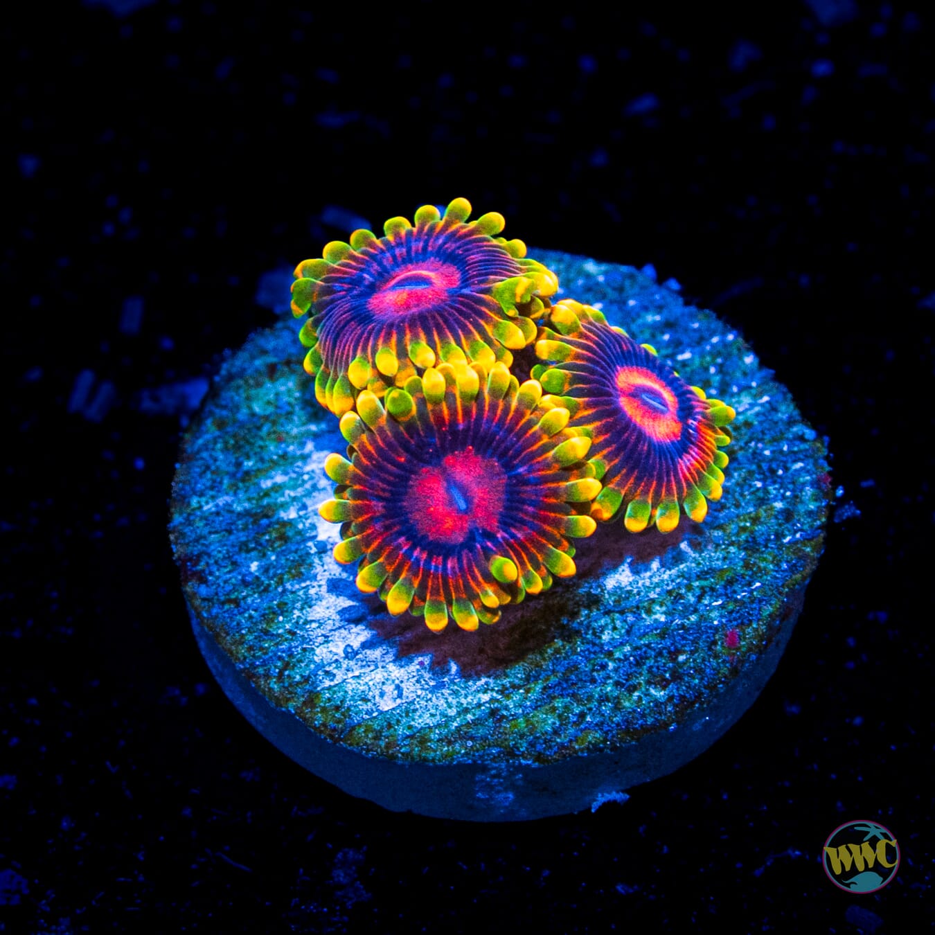 Mind Trick Zoanthids