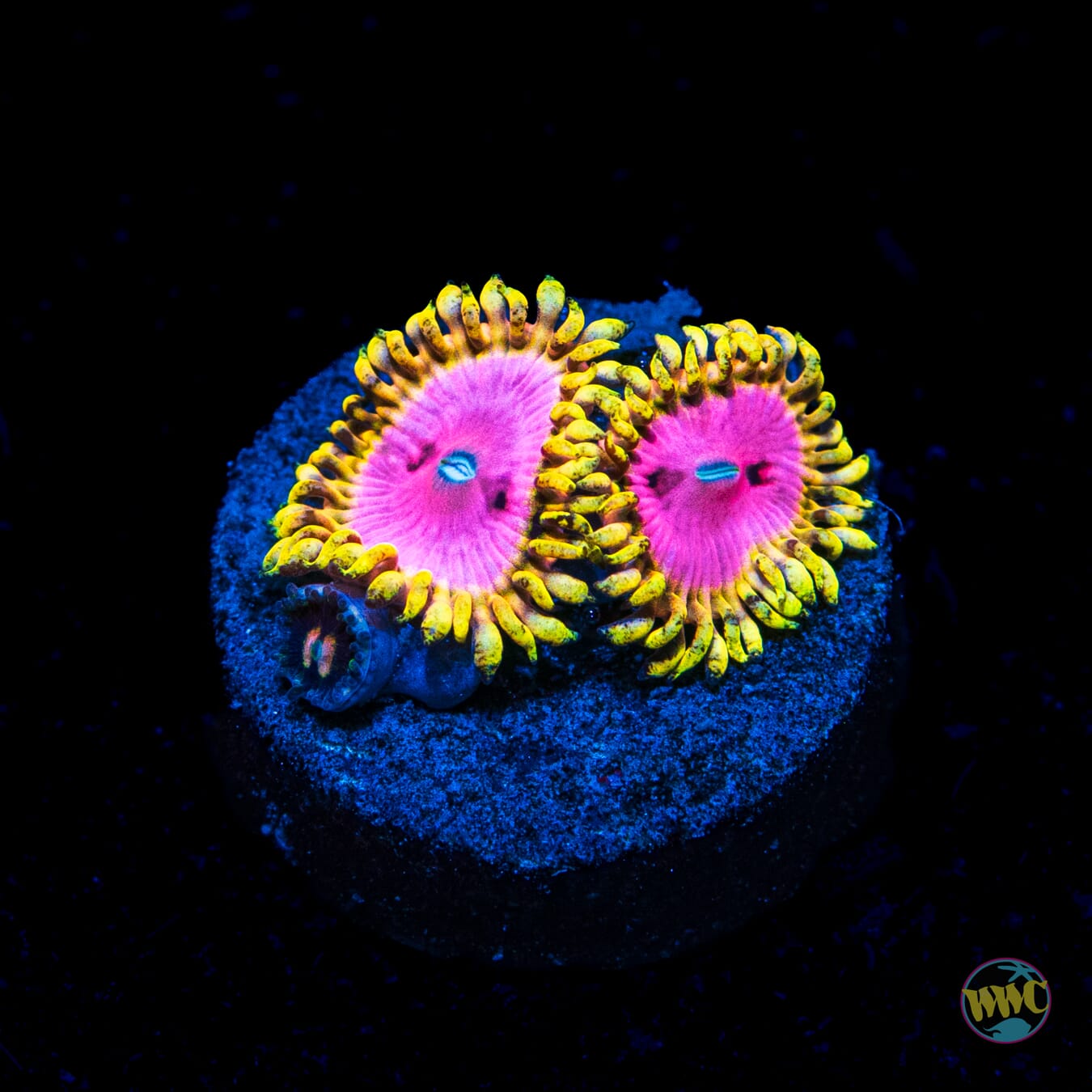 RR Pink Diamond Zoanthids