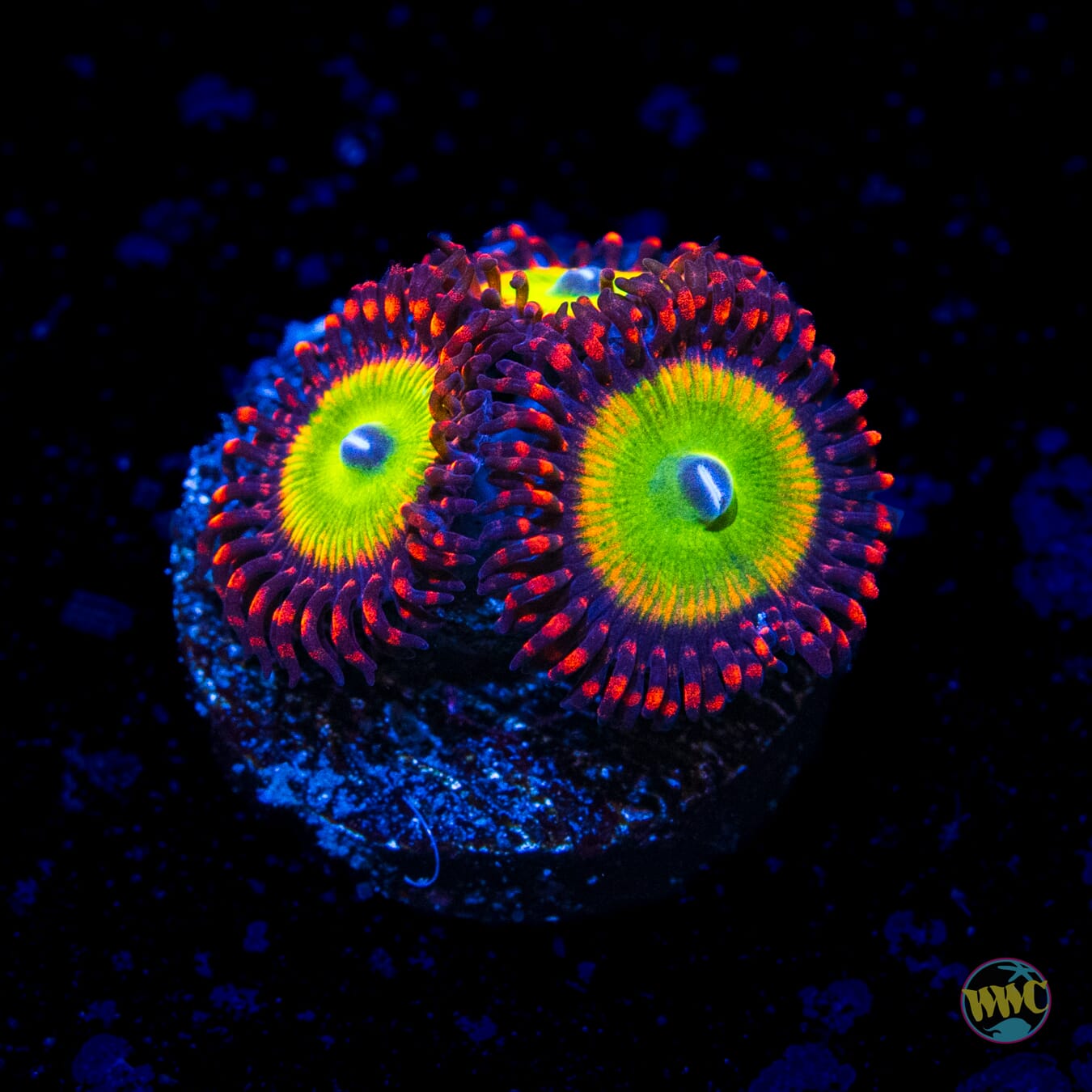 Bowser Zoanthids