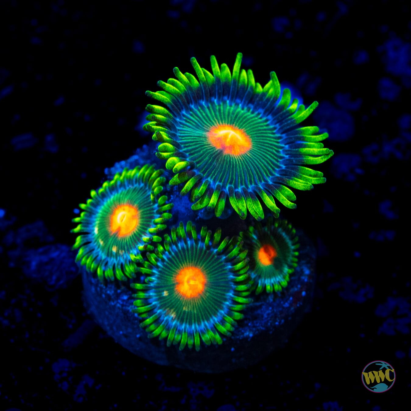 Campfire Zoanthids
