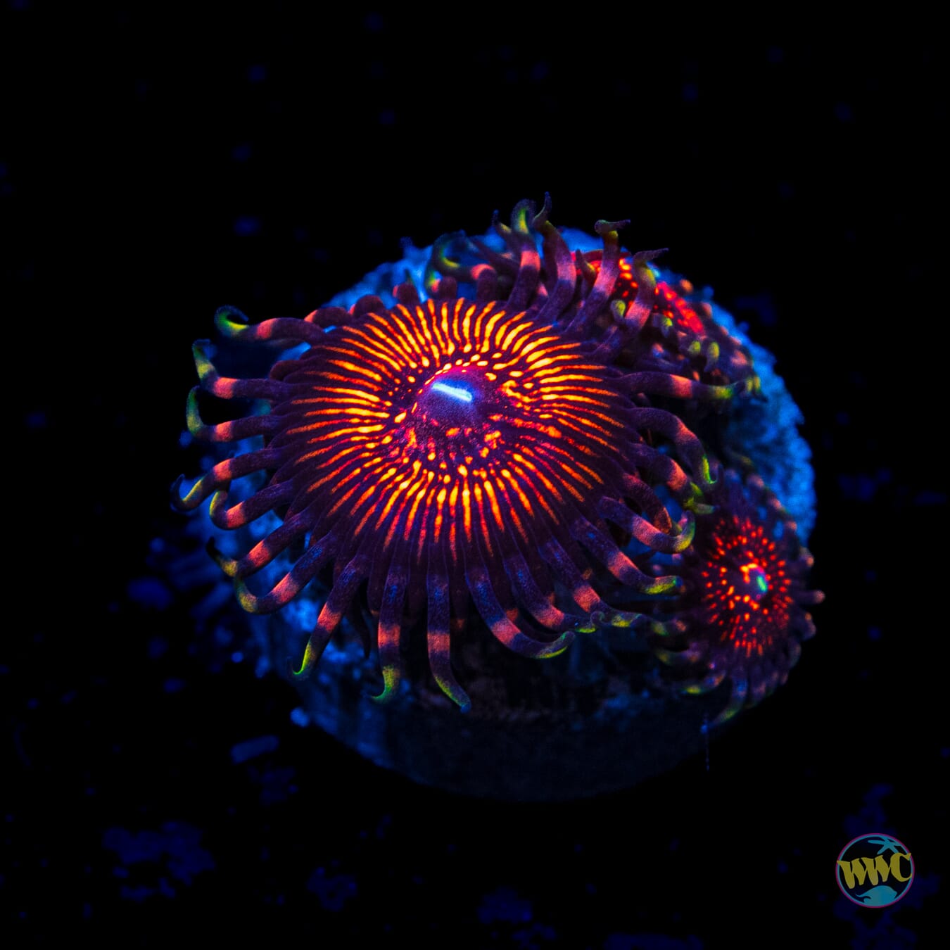 ARC Nightcrawler Zoanthids