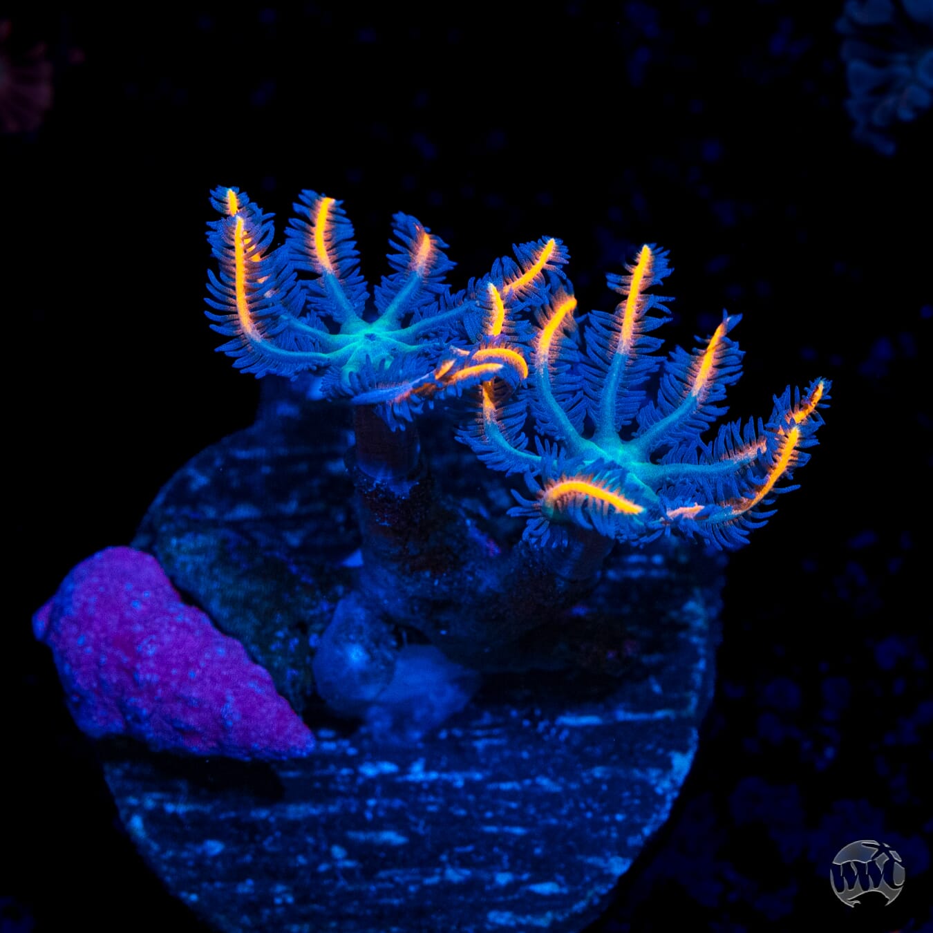 WWC Florida Squeeze Clove Polyps
