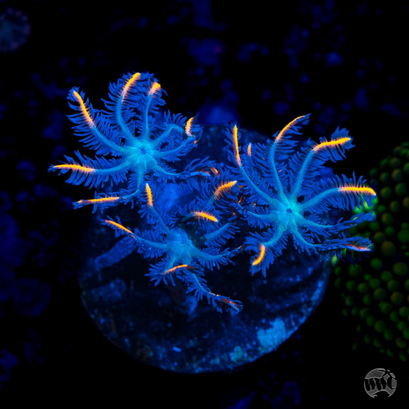WWC Florida Squeeze Clove Polyps