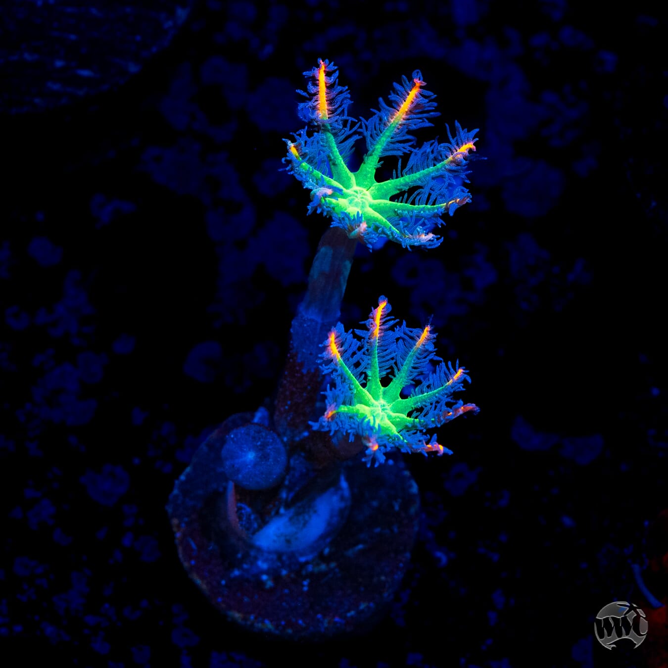 WWC Fireworks Clove Polyps