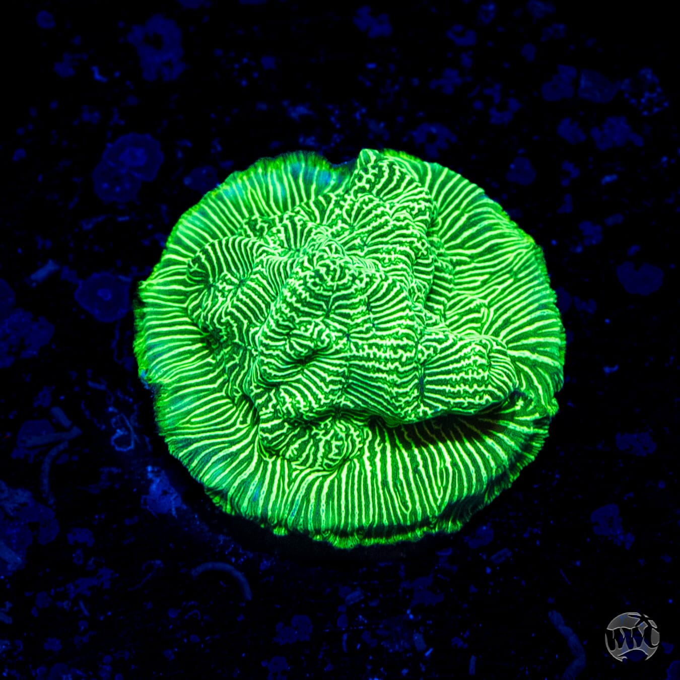 WWC Hulk Leptoseris