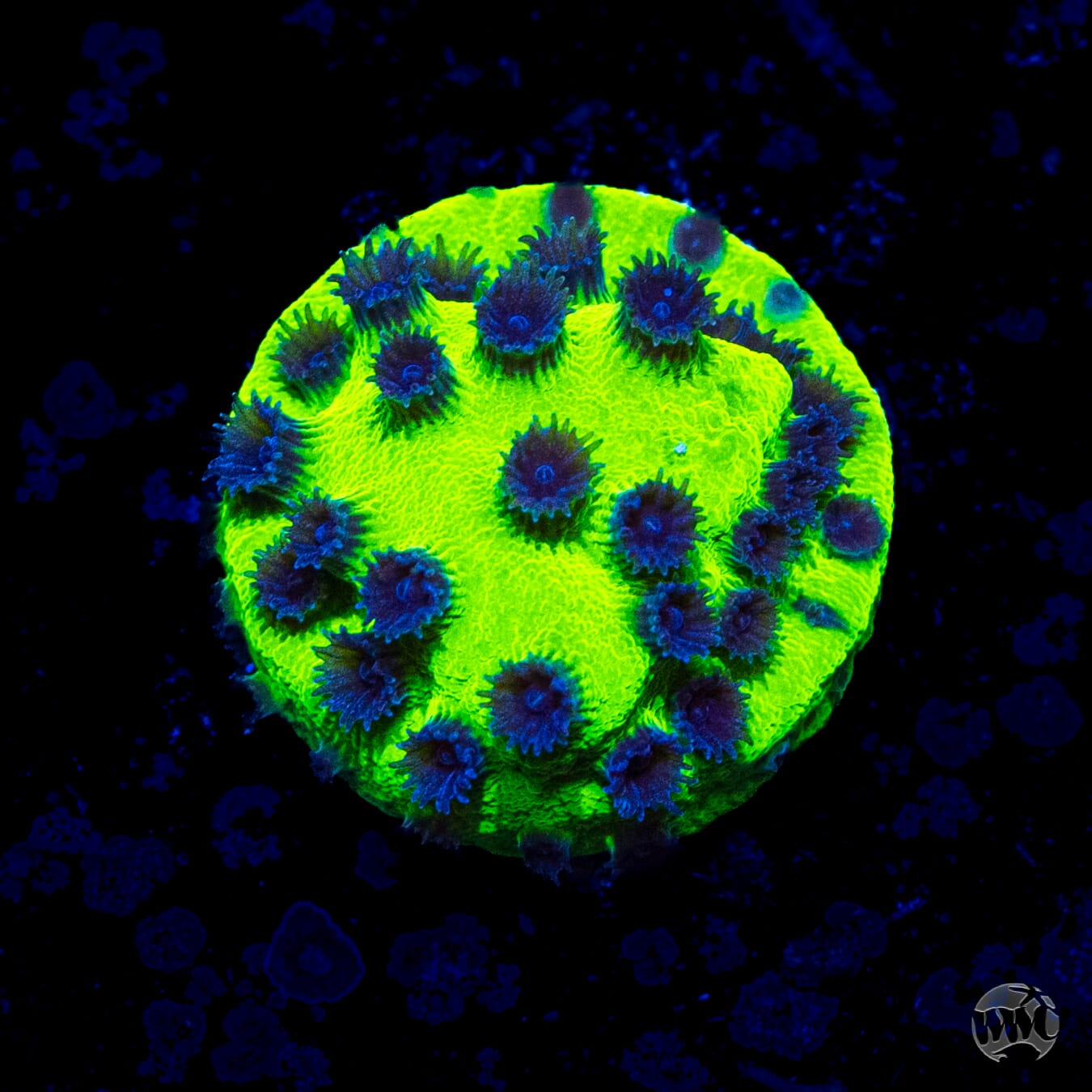 WWC Mardi Gras Cyphastrea