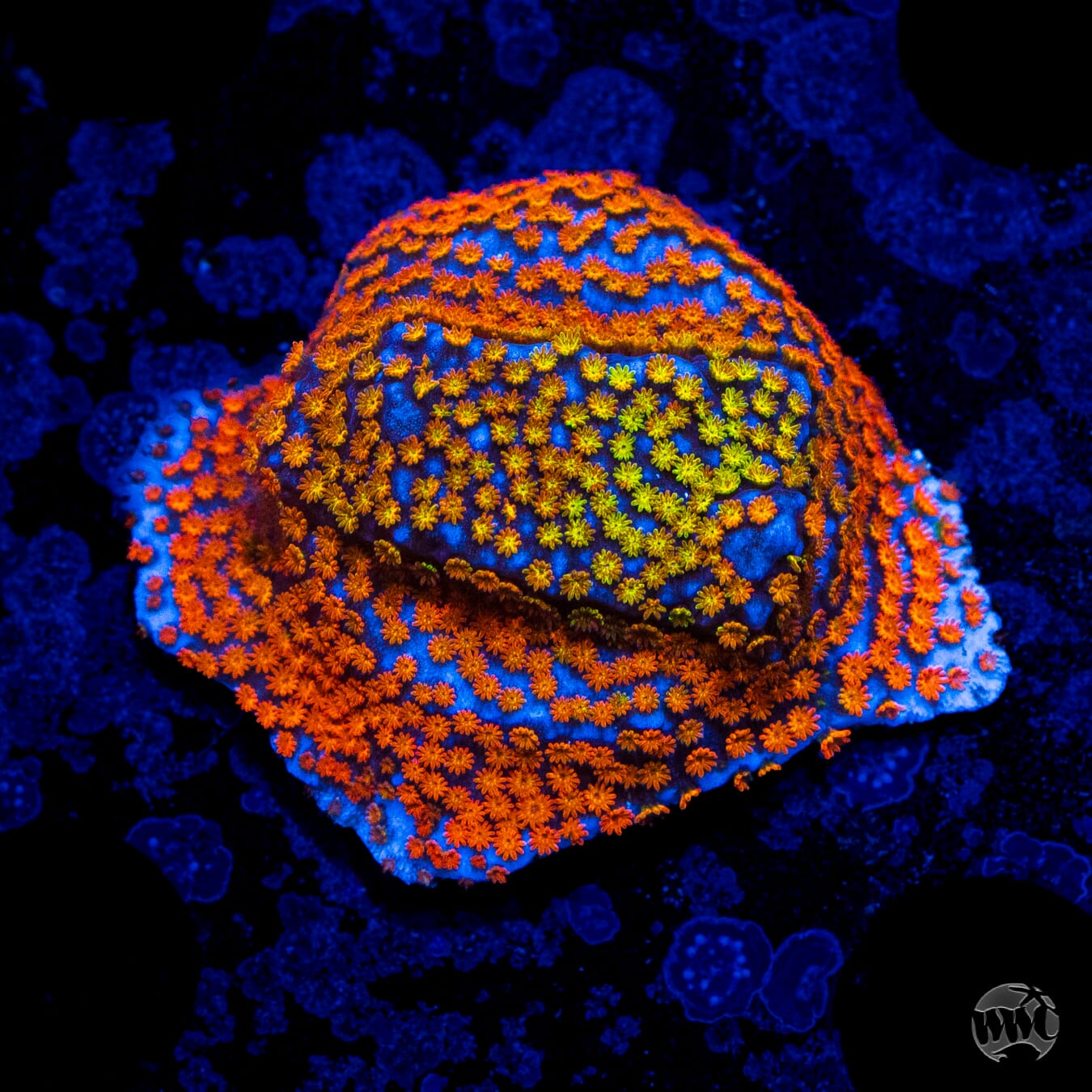 Rainbow Montipora