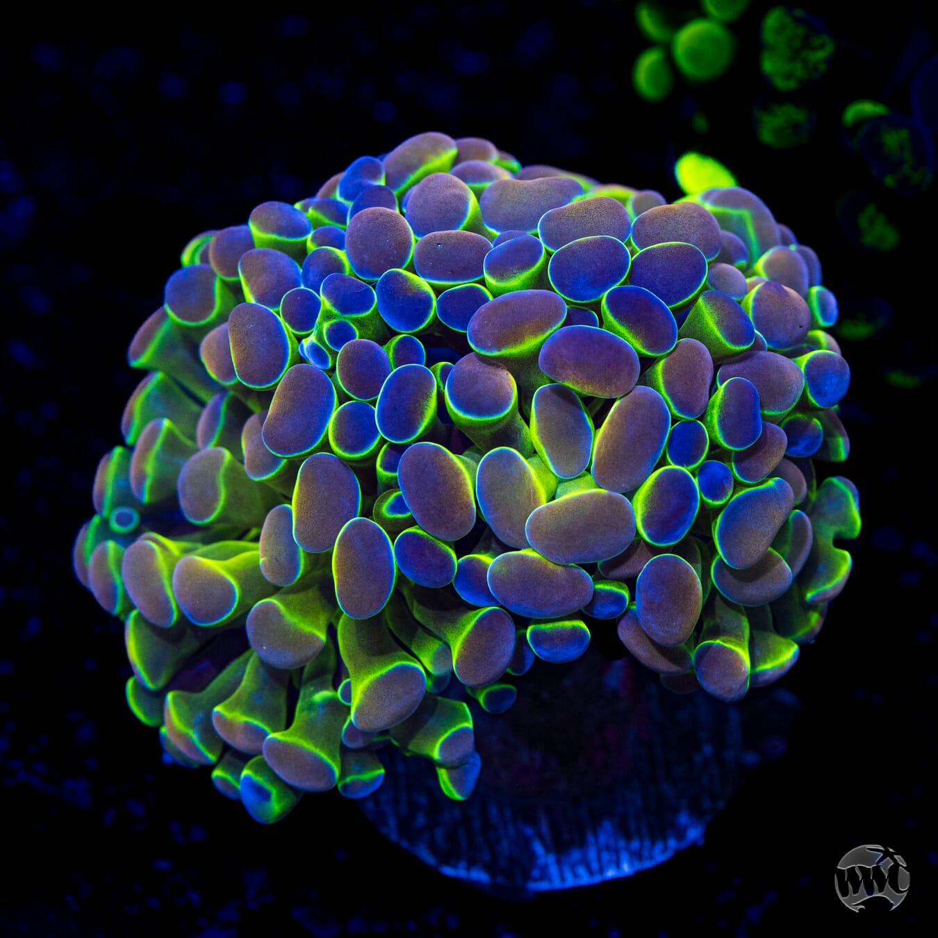 Hologram Branching Hammer