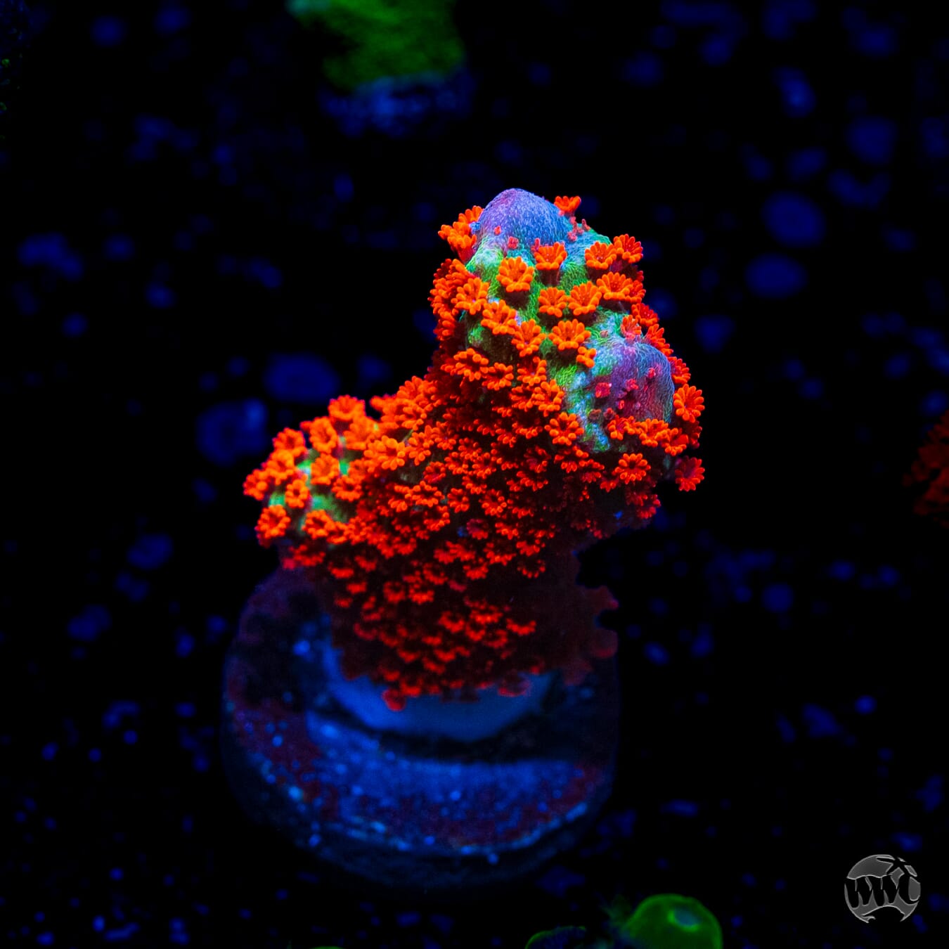 Forest Fire Digitata Montipora
