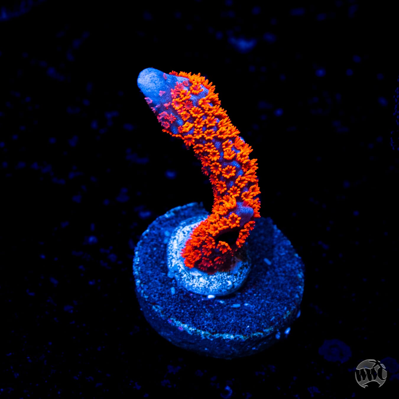 Superman Digitata Montipora