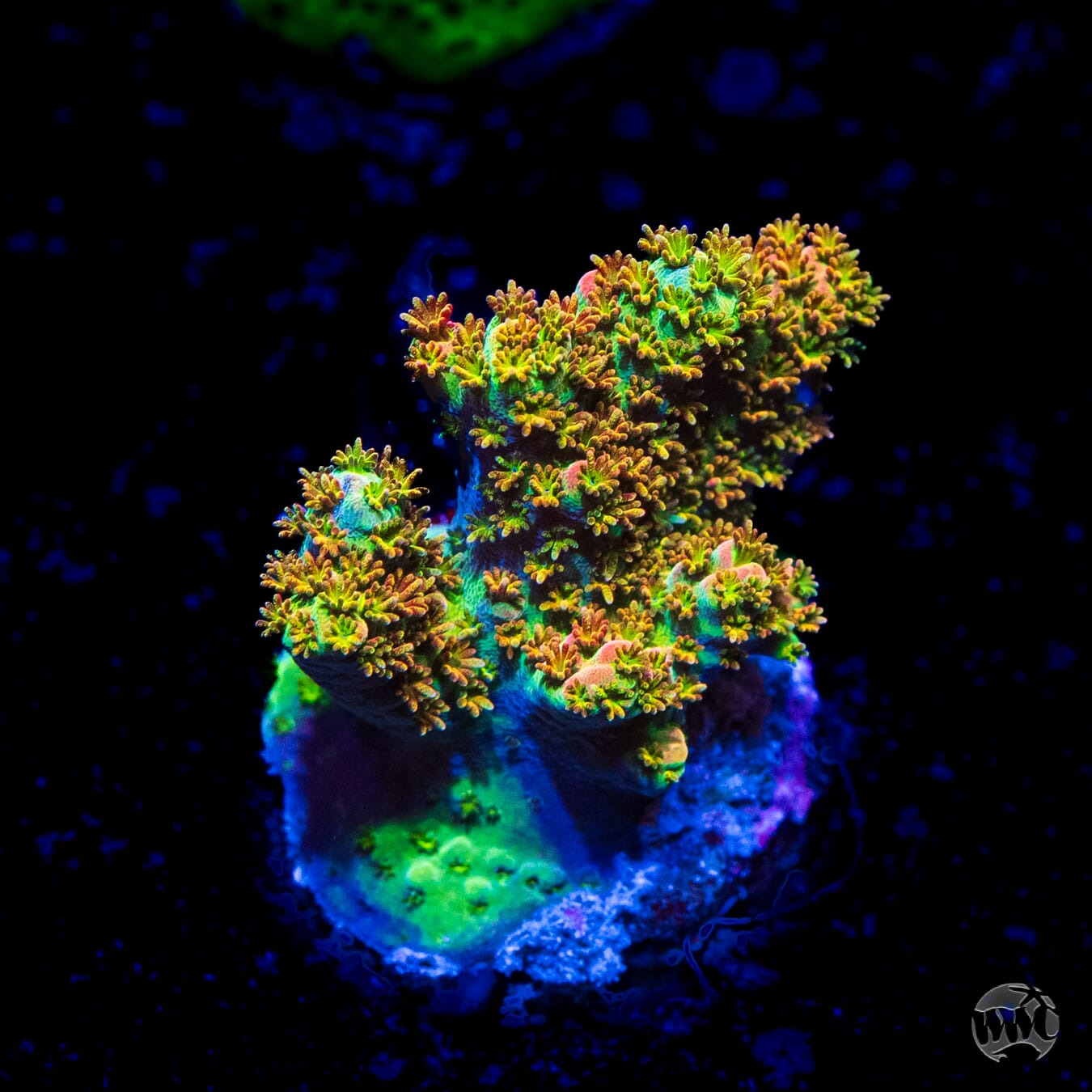 WWC Dirty Love Dreams Acropora