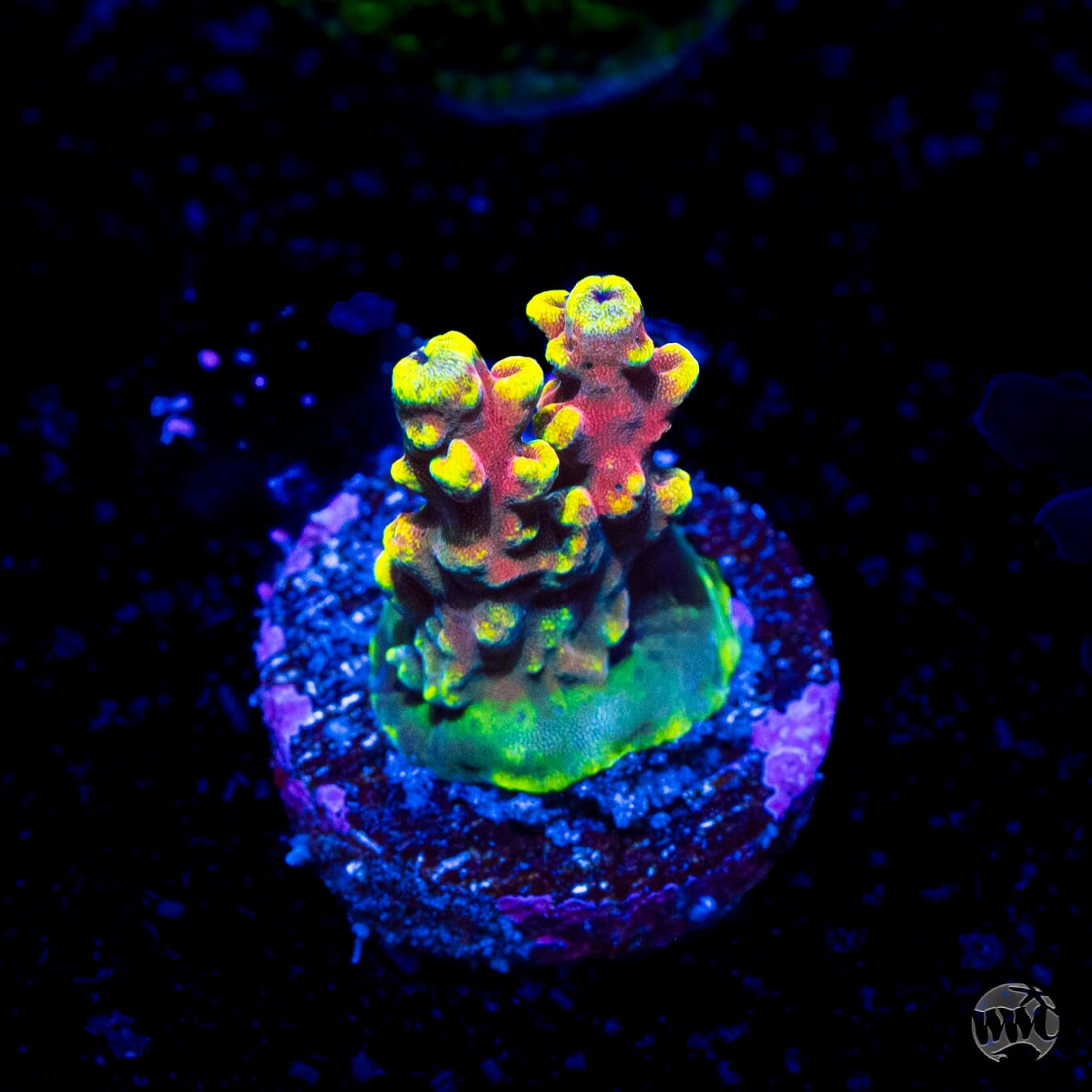 WWC Kobe Bean Acropora