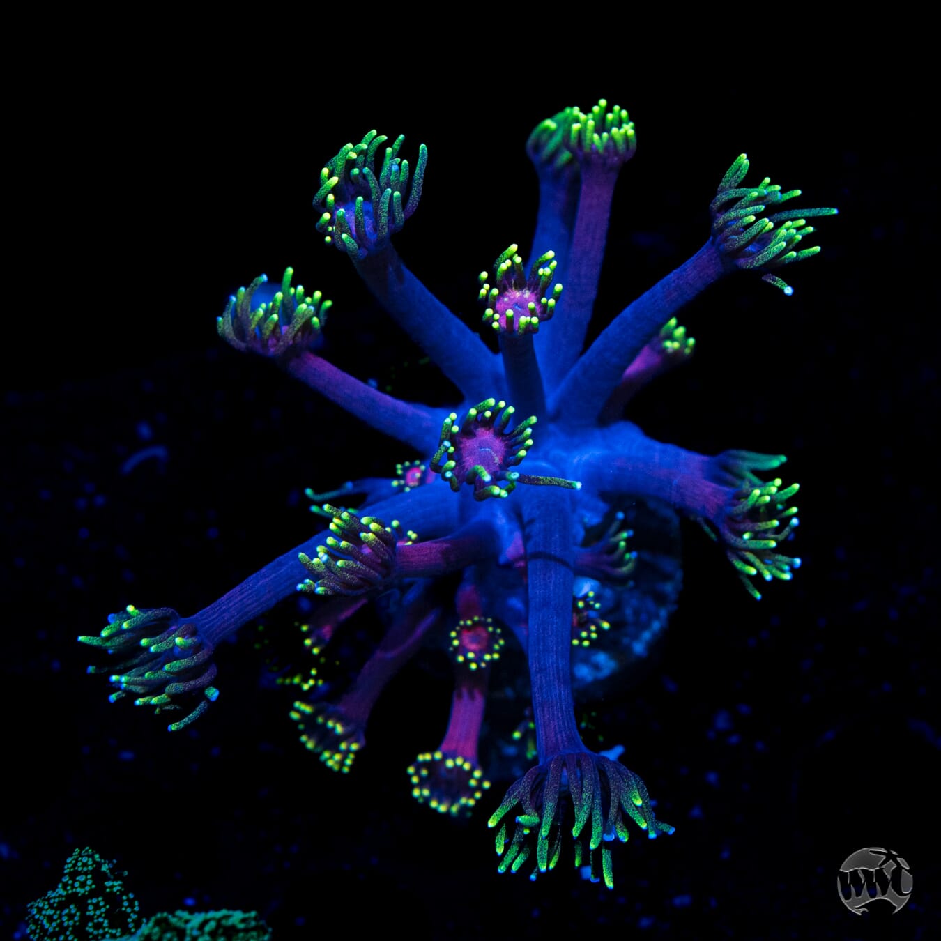 WWC X-Rated Goniopora
