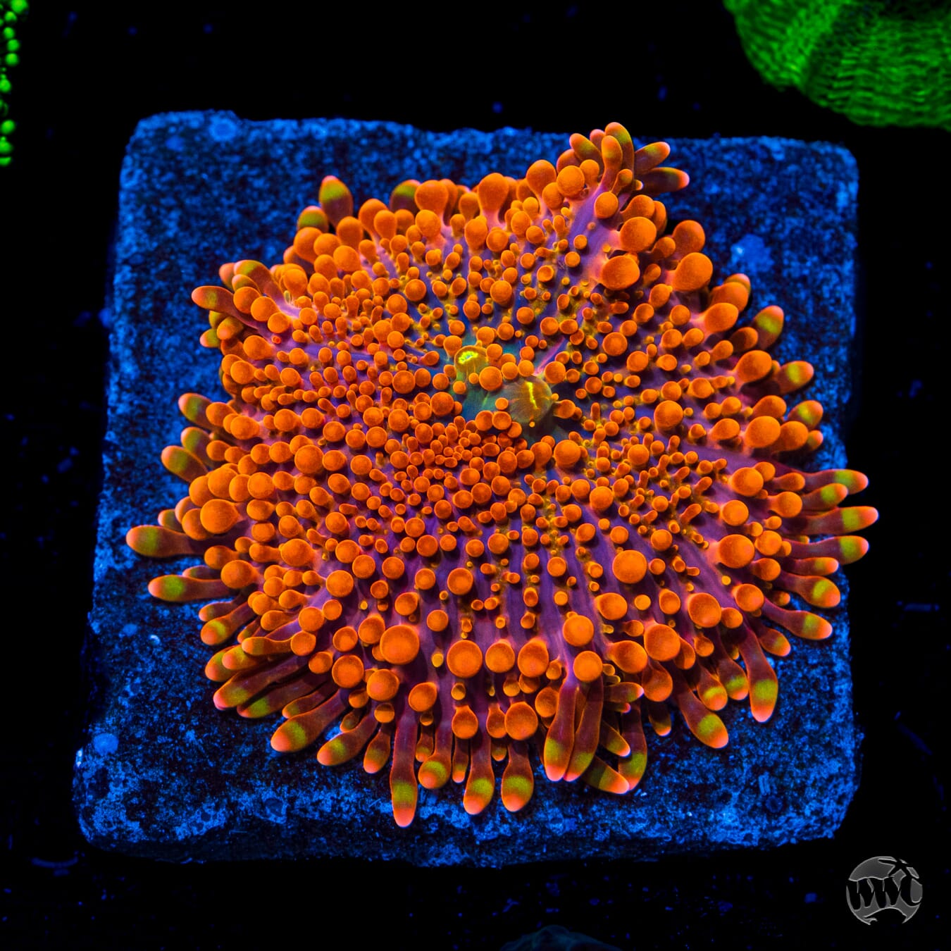 Blazin Yuma Mushroom
