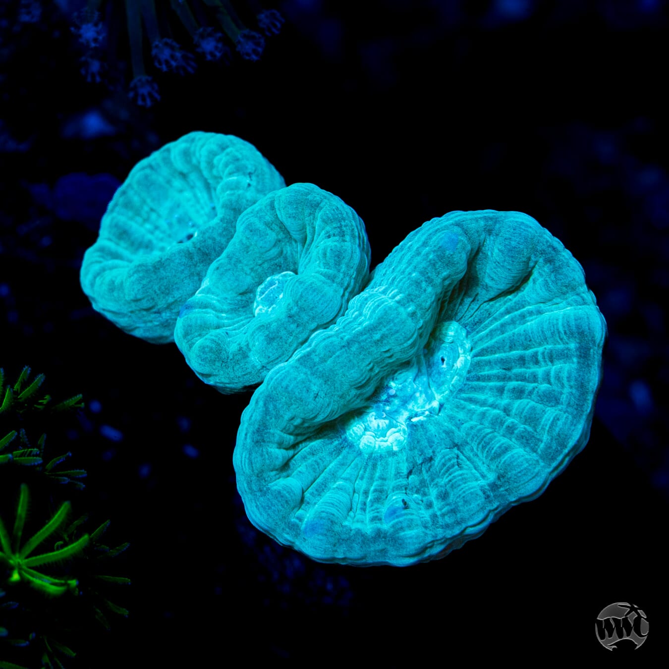 Bulbasaur Candy Cane Coral