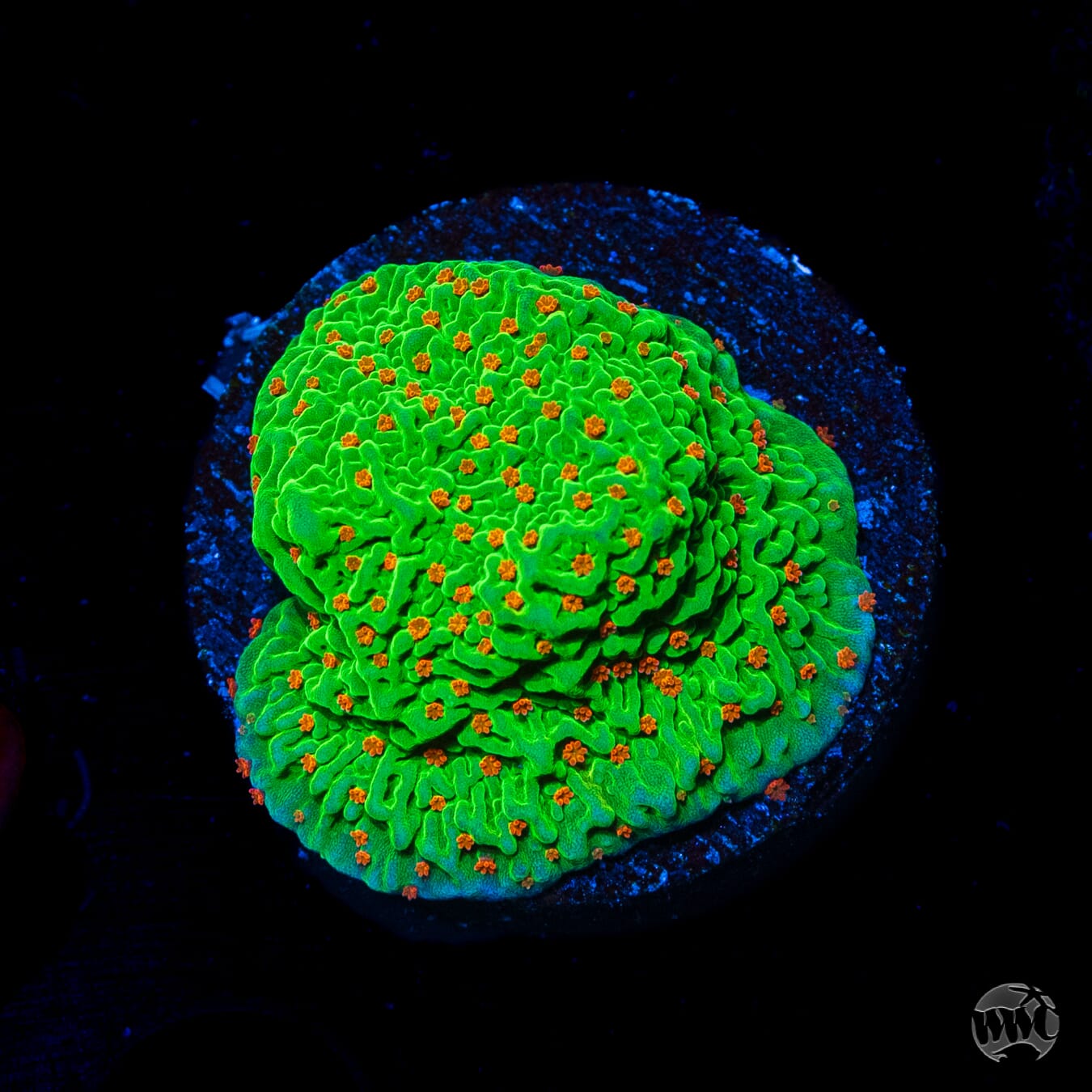 Tequila Sunrise Montipora