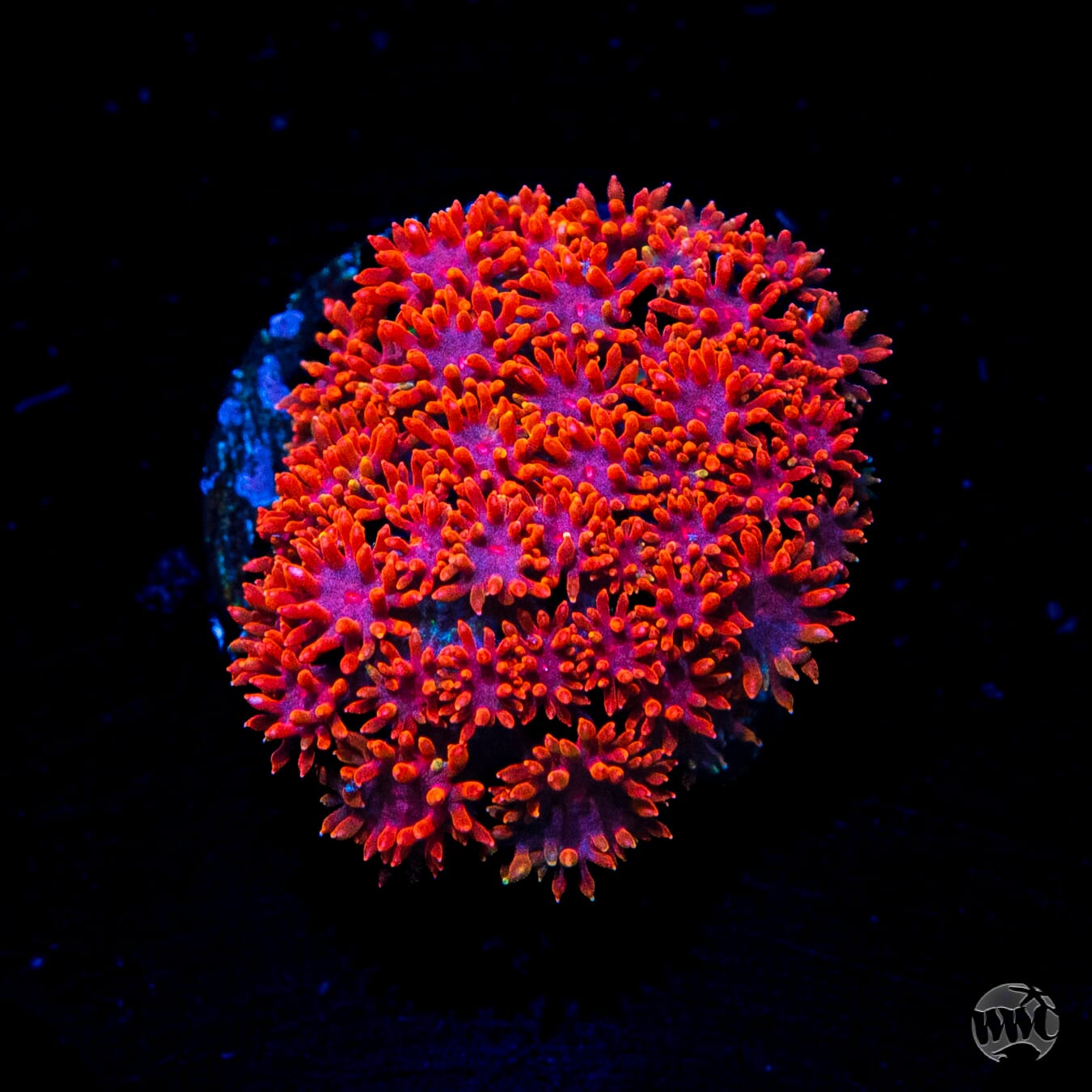Fire Blast Micro Goniopora