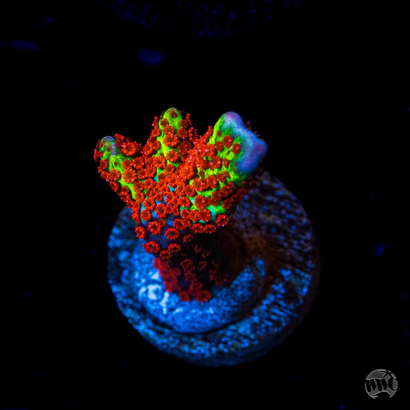 Forest Fire Digitata Montipora