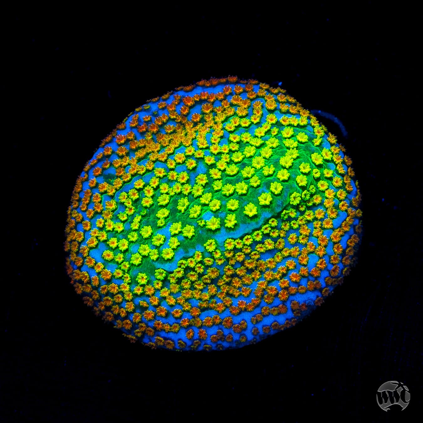 Jason Fox Fruity Pebbles Montipora