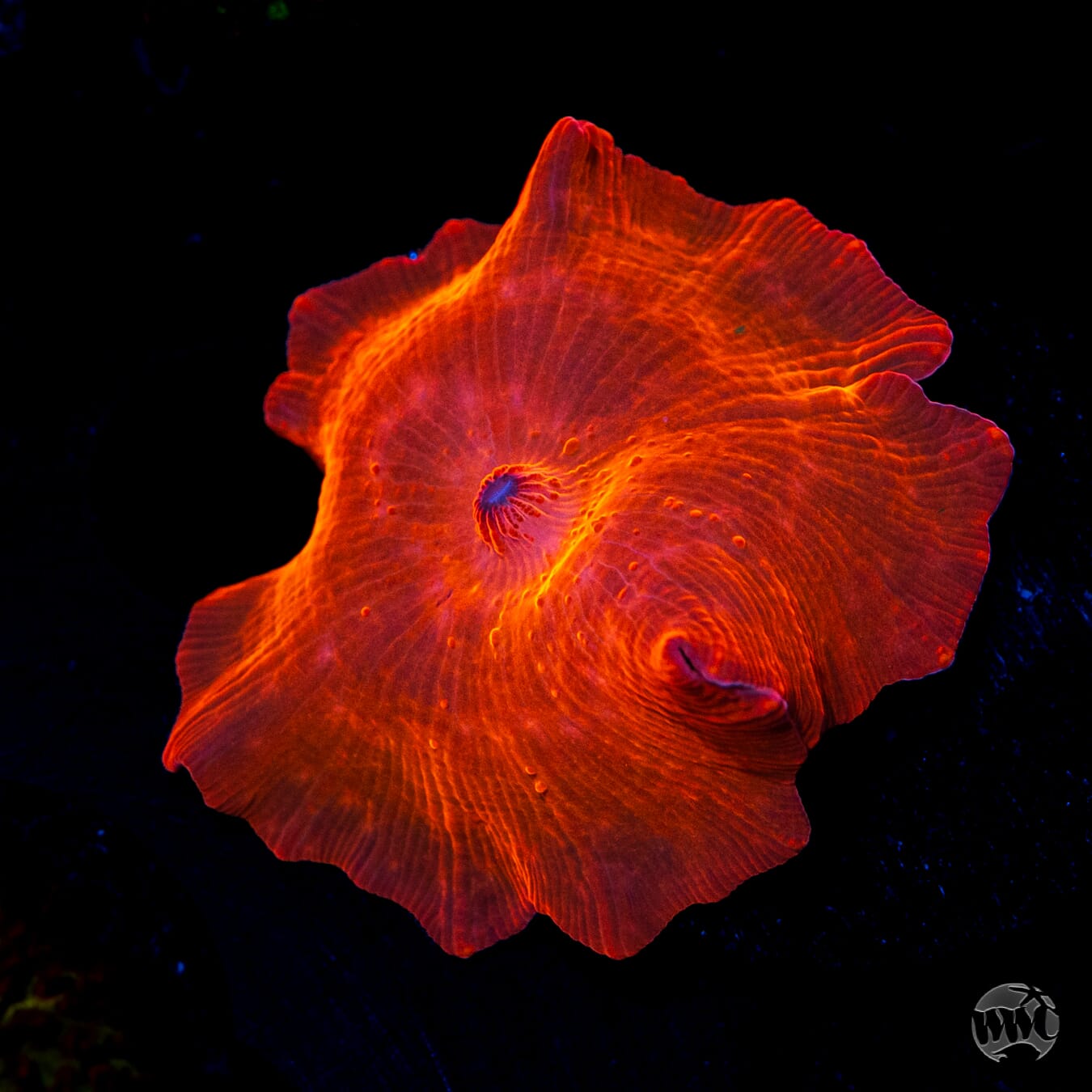 WWC King Tut Disco Mushroom