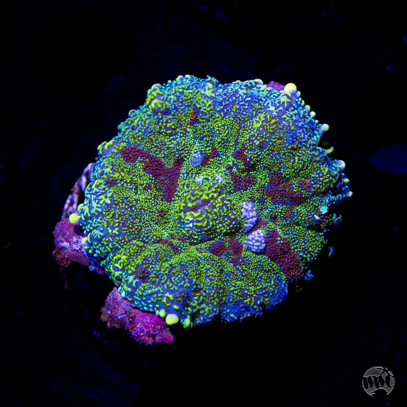 Heartthrob Rhodactis Mushroom