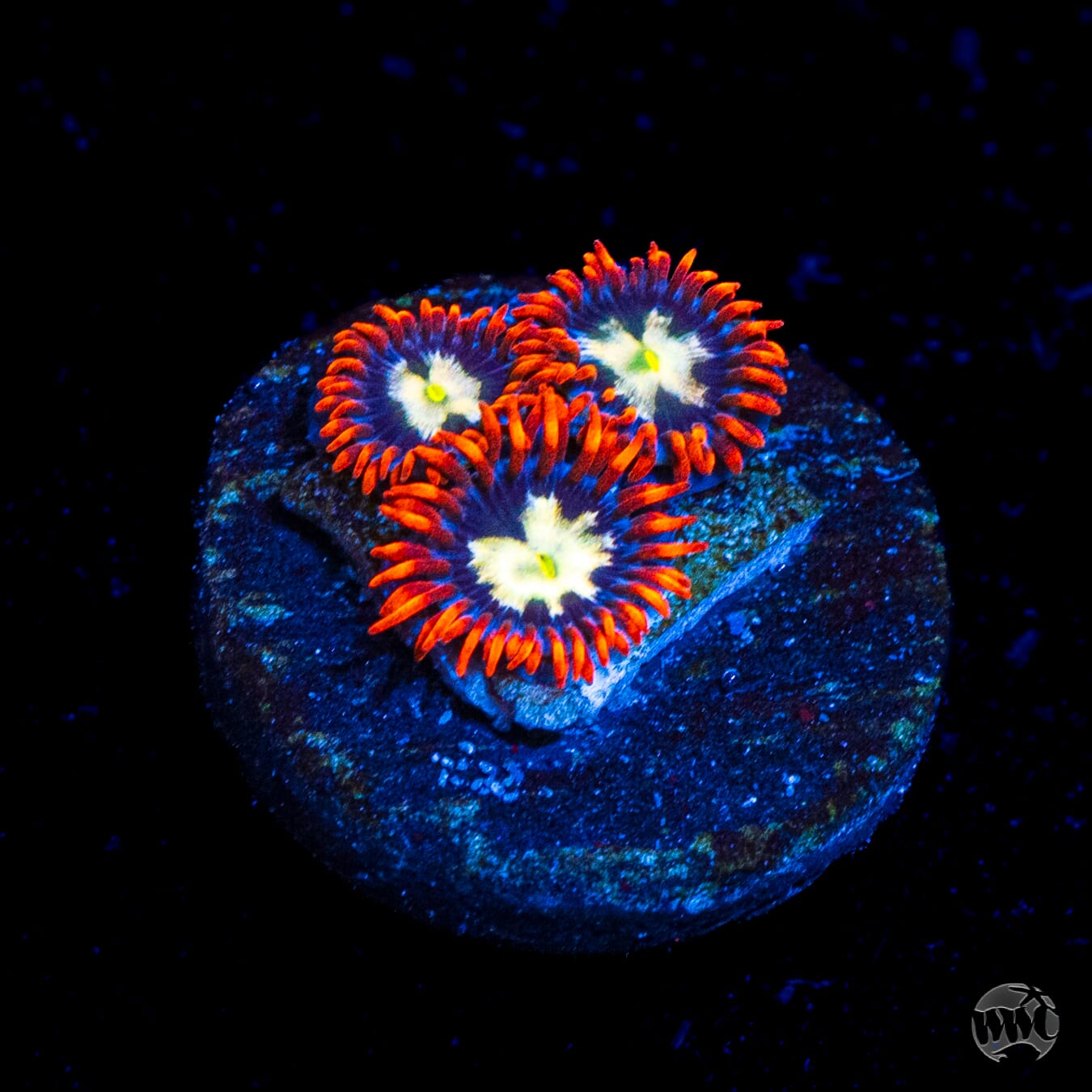 Alpha Omega Zoanthids