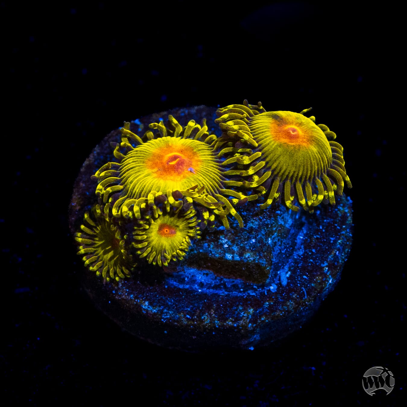 WWC Golden Gods Zoanthids