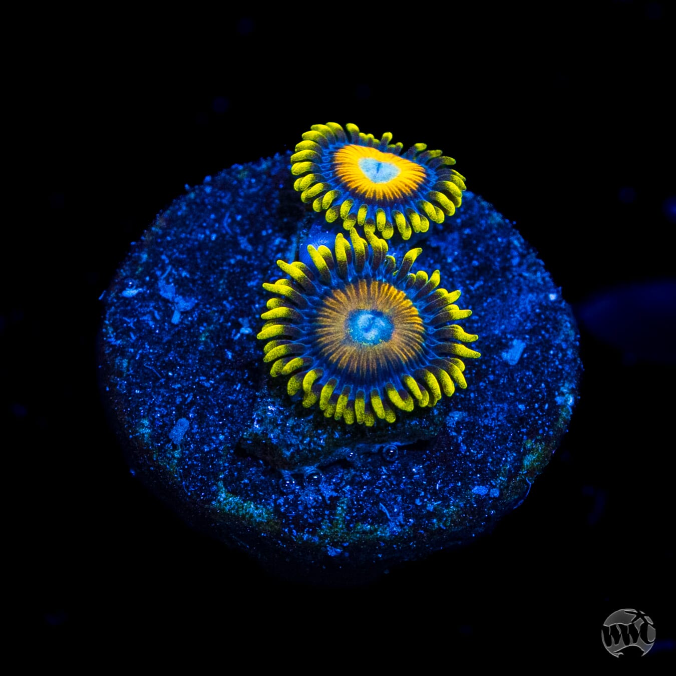Scrambled Eggs Zoanthids