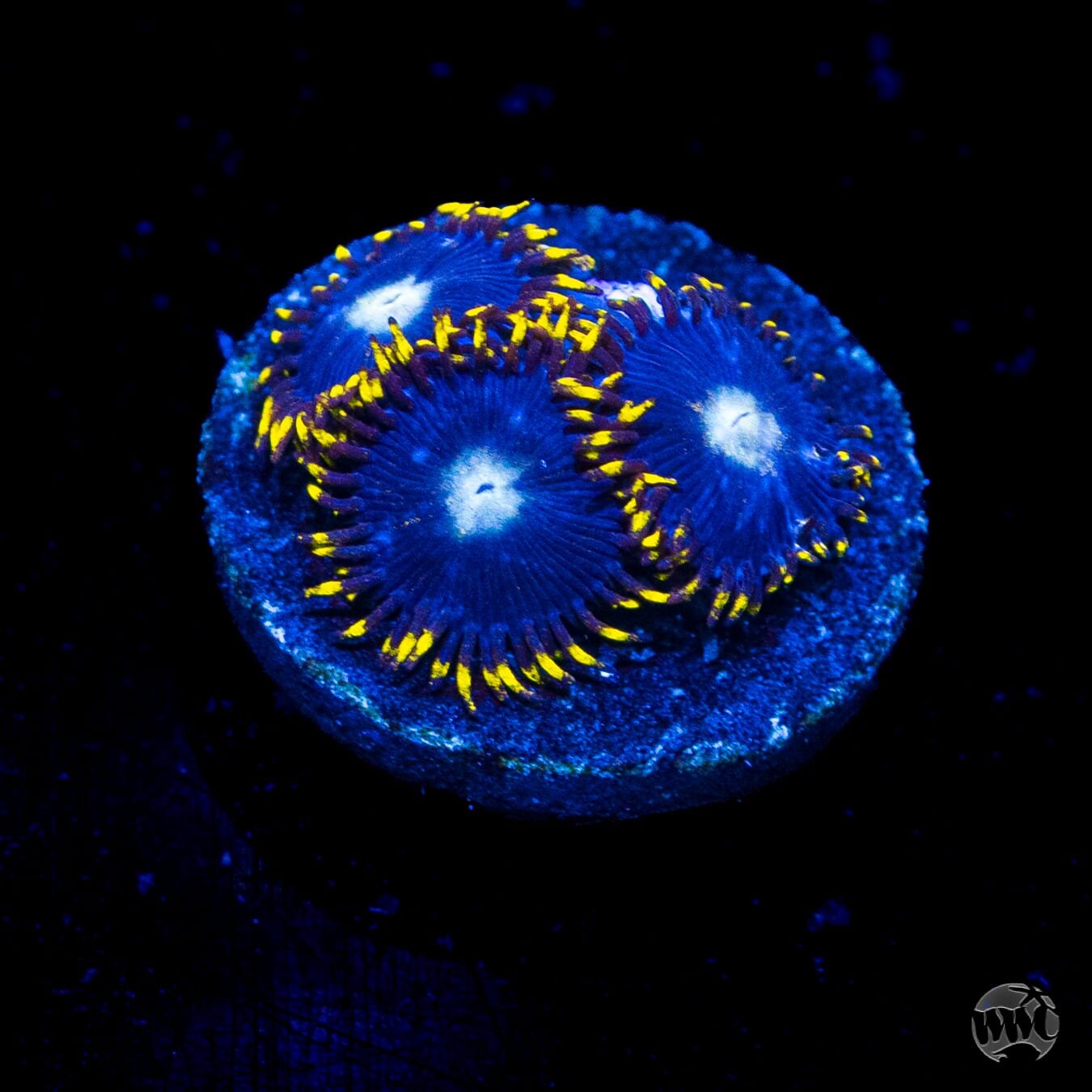 WWC Hail Lander Zoanthids
