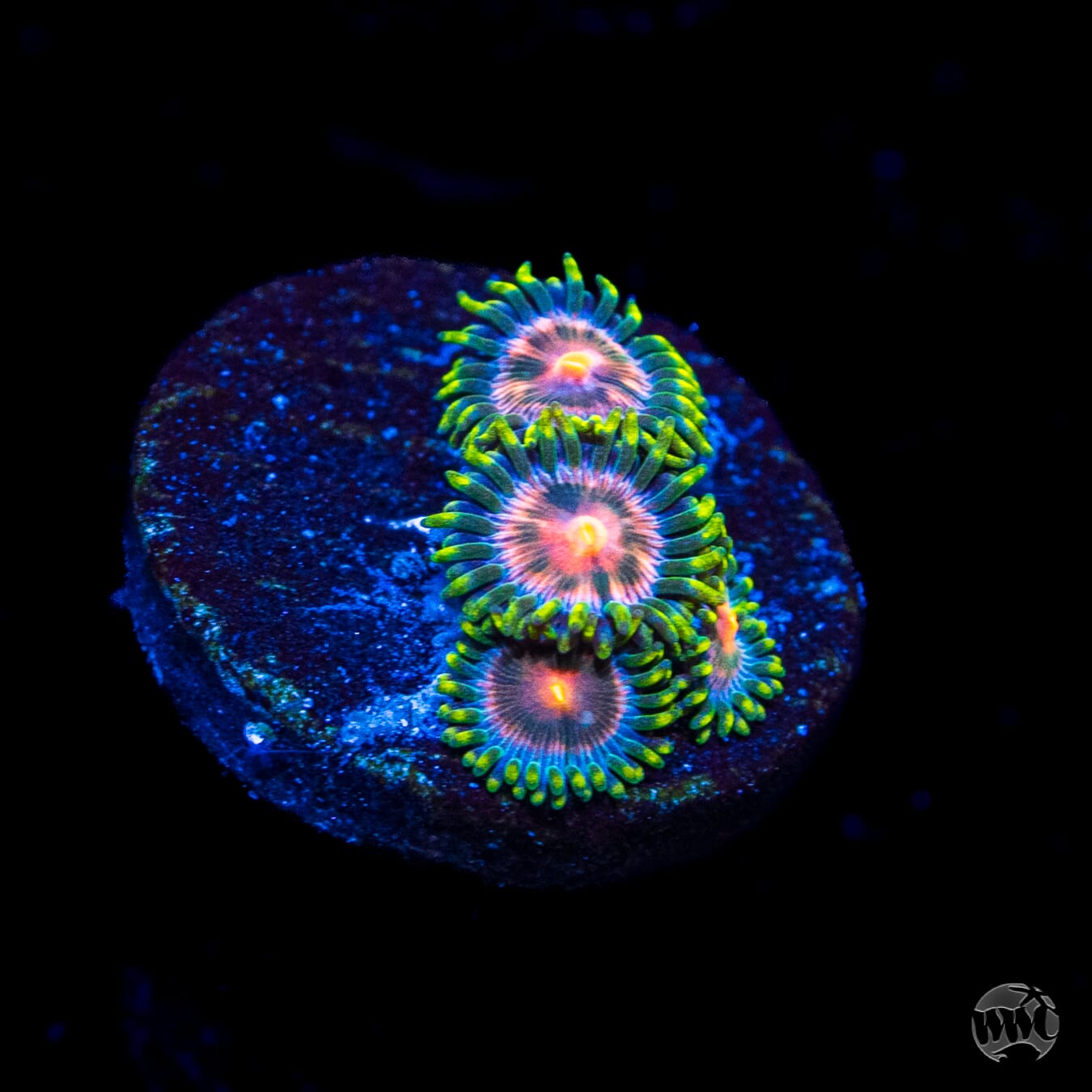Pinwheel Zoanthids
