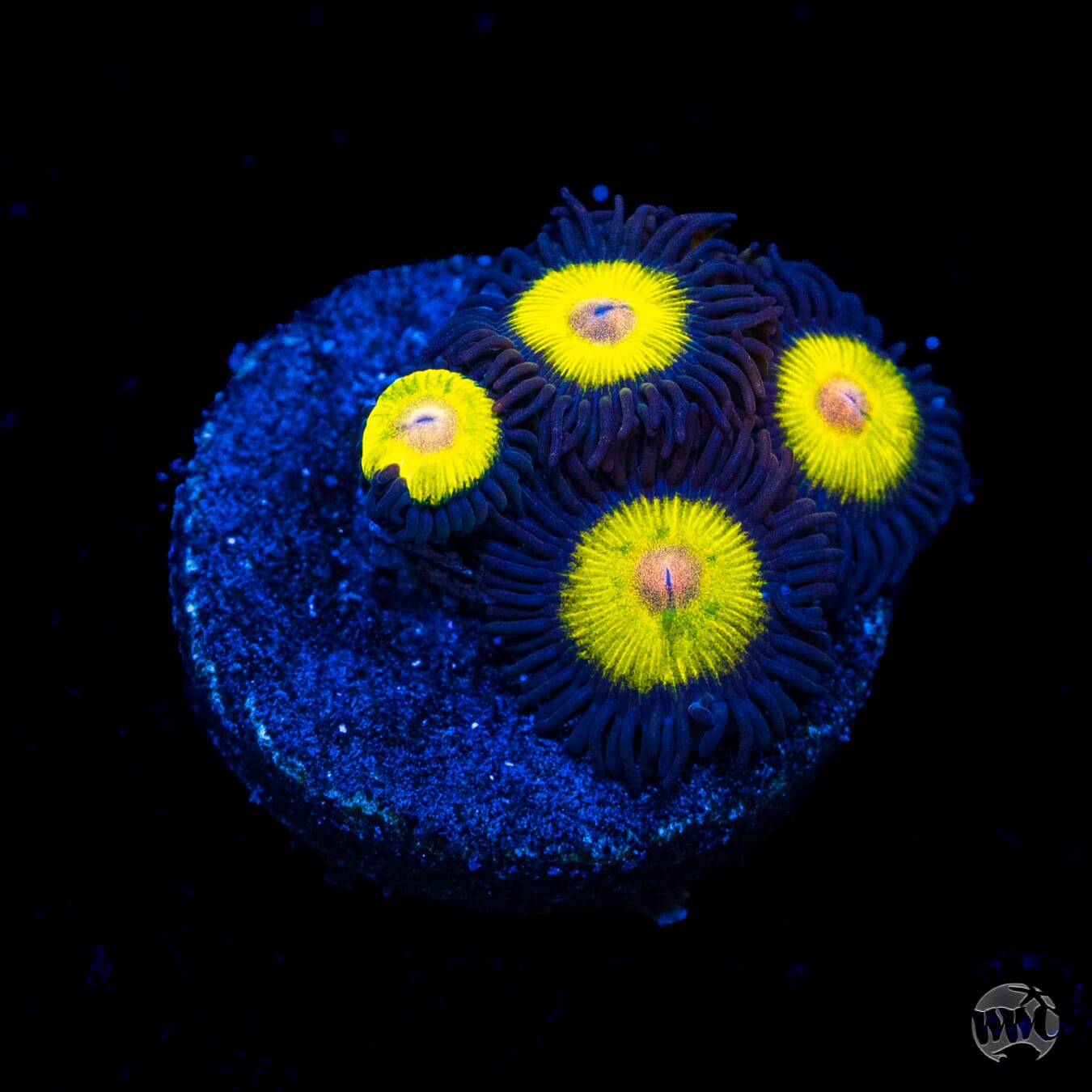 WWC Goldeneye Zoanthids