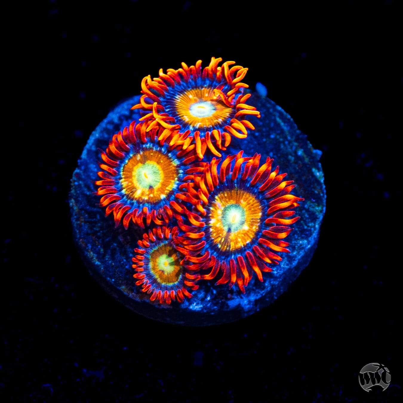 WWC Blondies Zoanthids