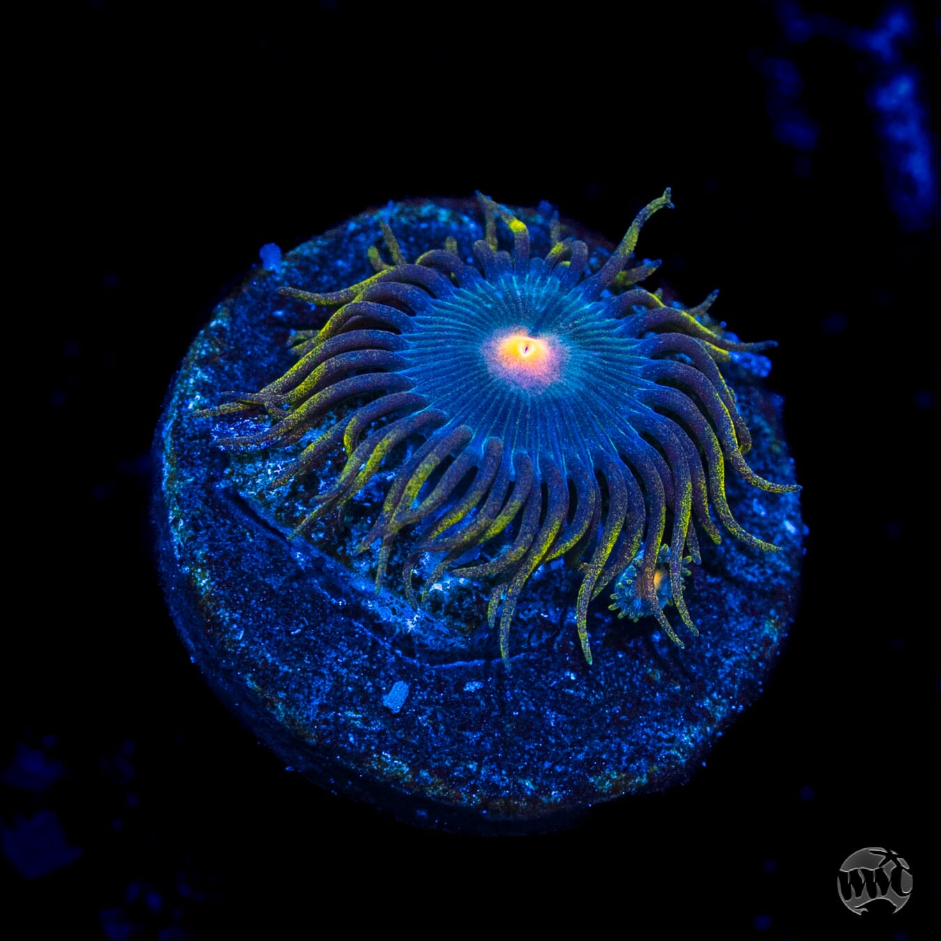 WWC Hairy Gorilla Nipples Zoanthids