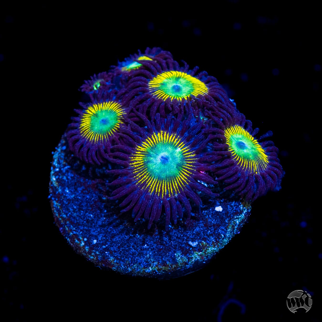 WWC Saltwater Taffee Zoanthids