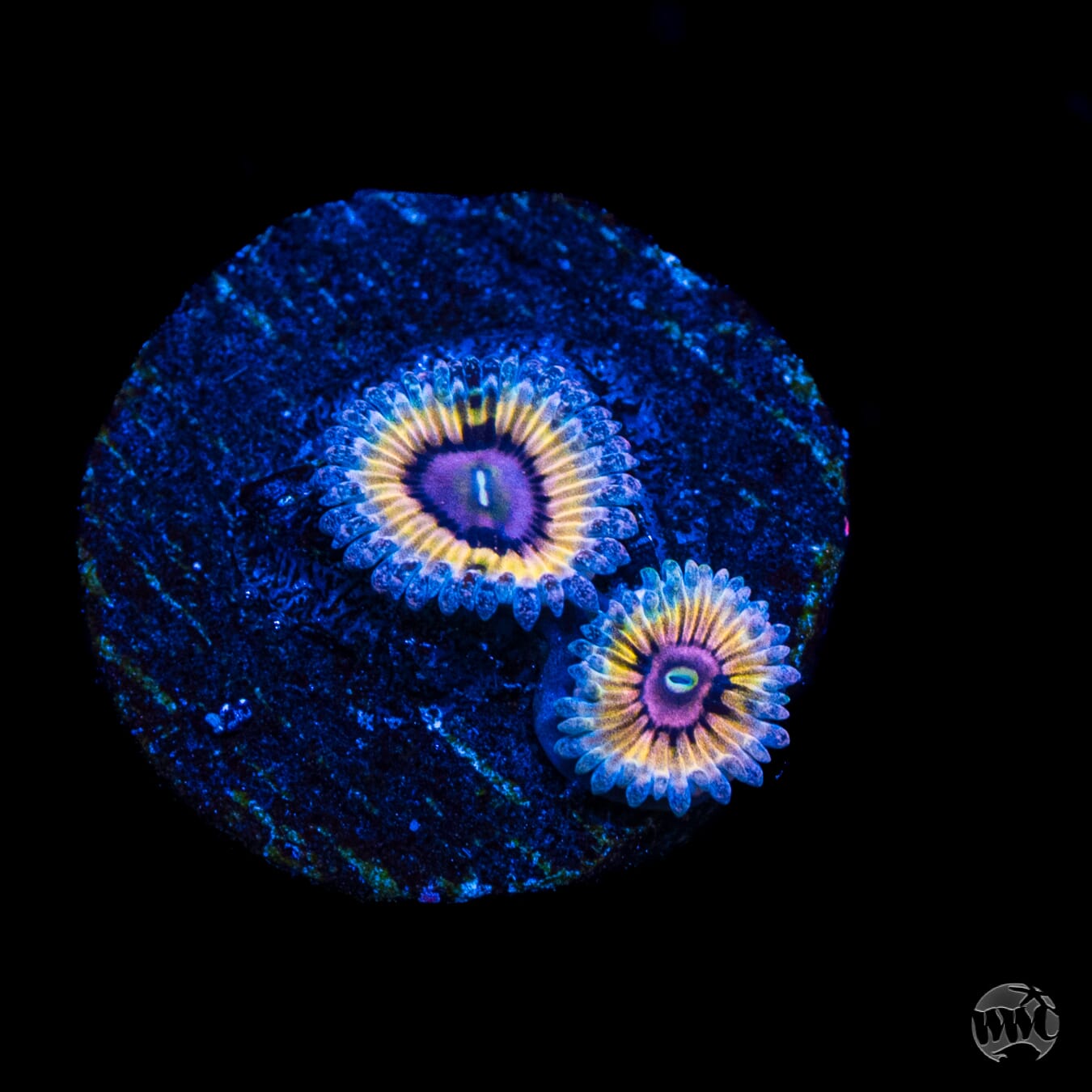 Queen Stratosphere Zoanthids